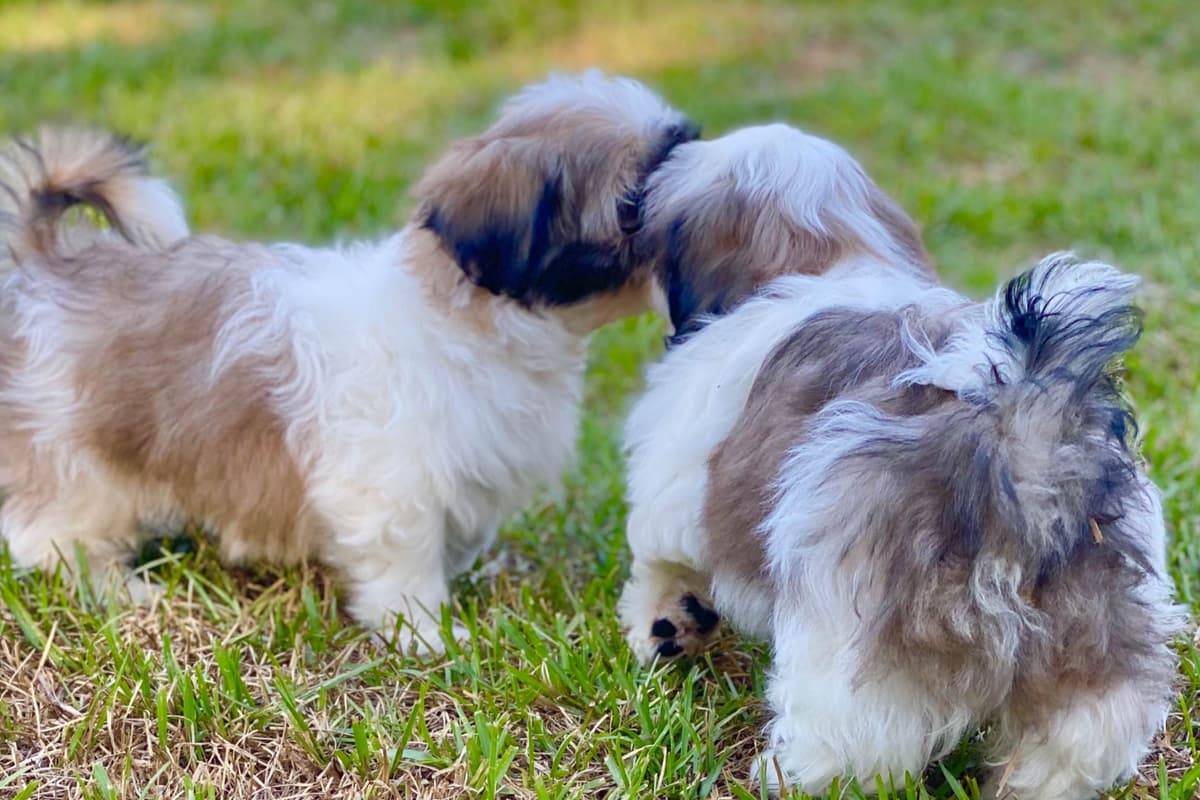 Shih Tzu Puppies breeder image 43