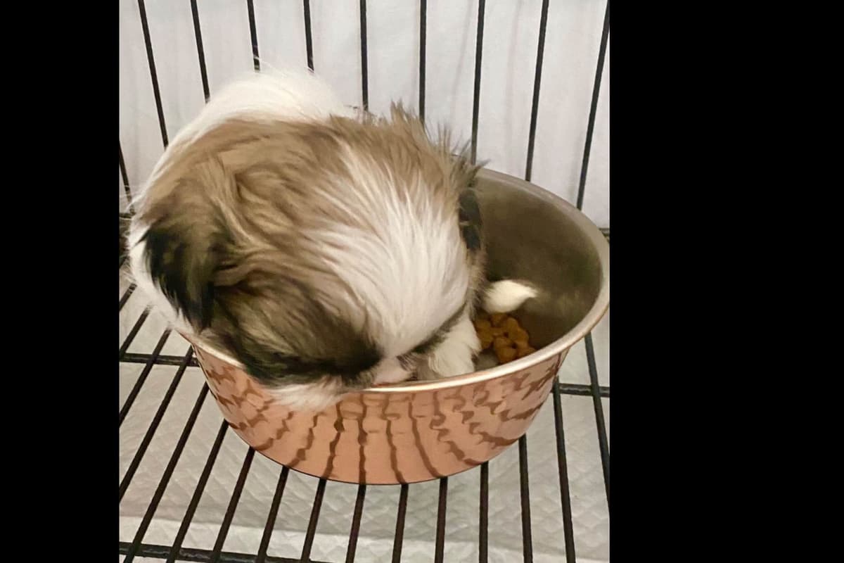 Shih Tzu Puppies breeder image 44