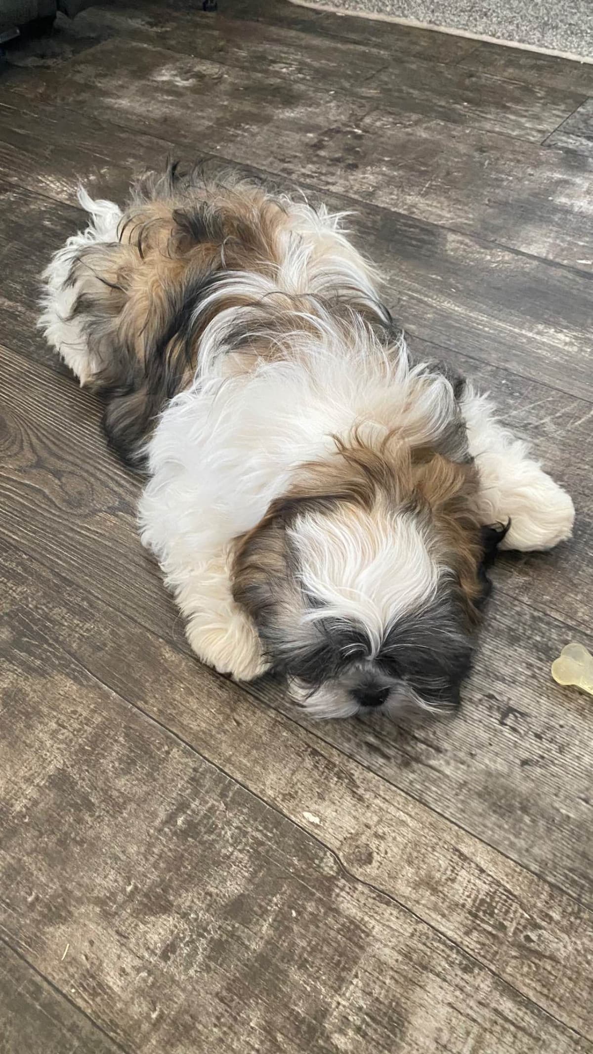 Shih Tzu Puppies breeder image 45