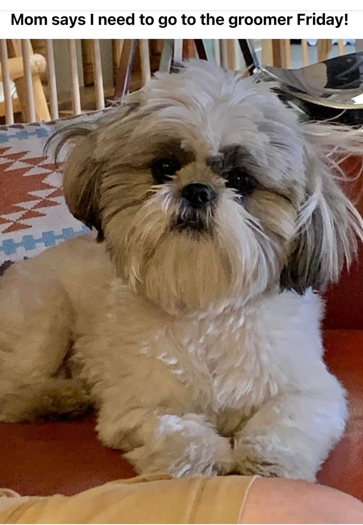 Shih Tzu Puppies breeder image 46