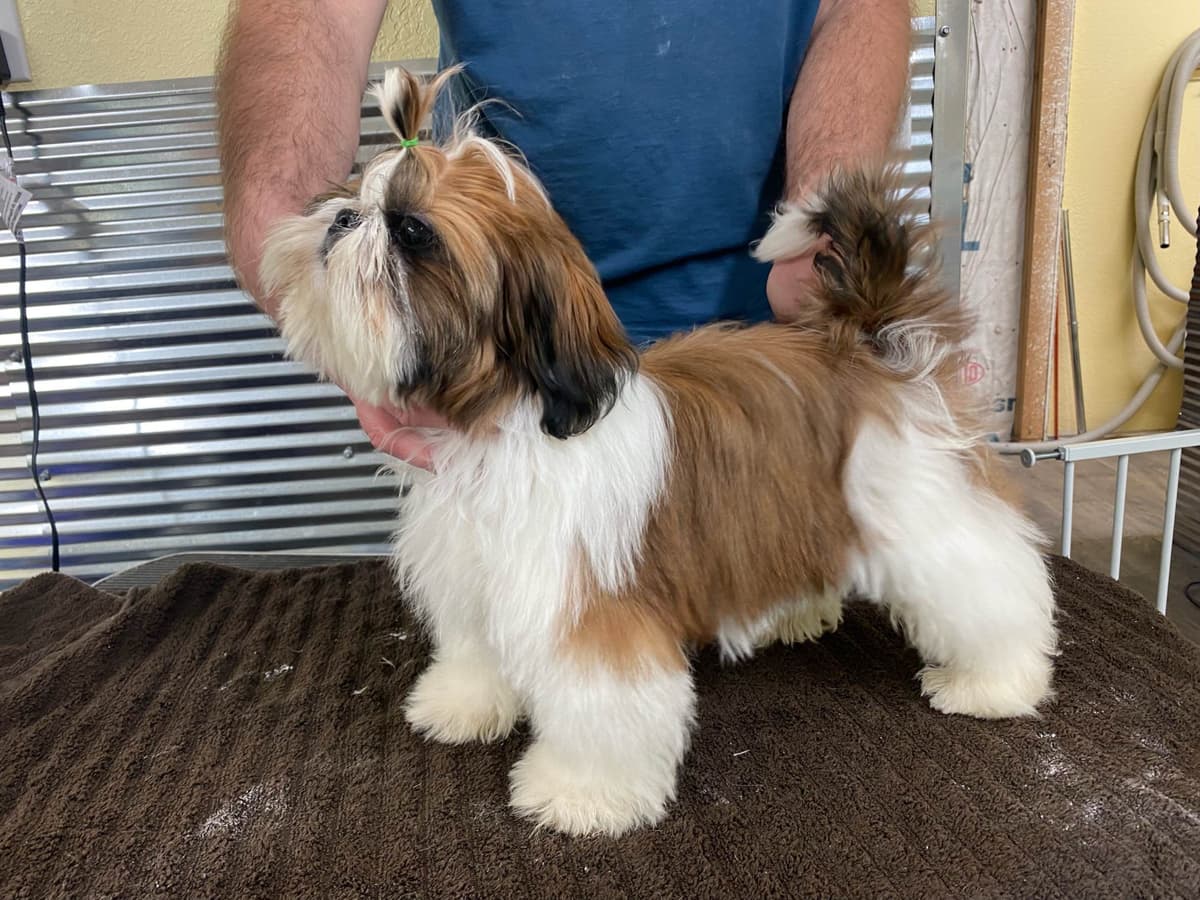 Shih Tzu Puppies breeder image 48