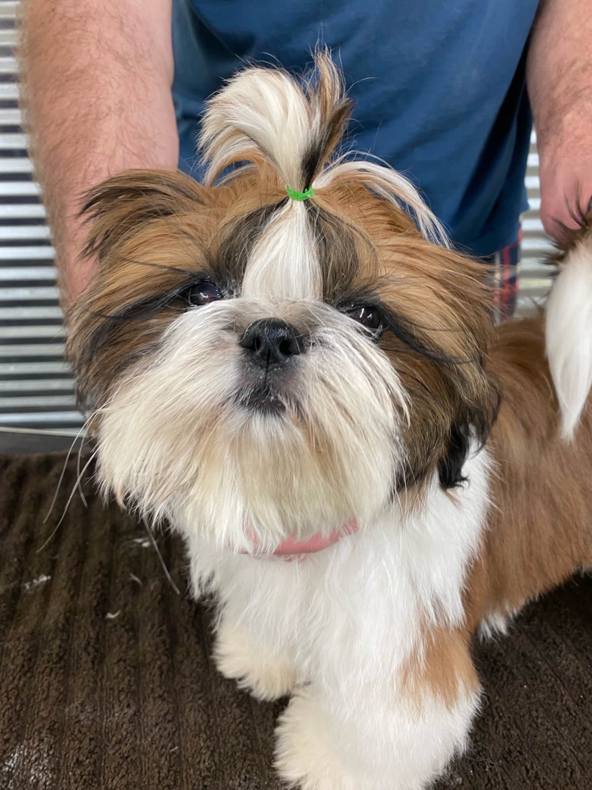 Shih Tzu Puppies breeder image 49