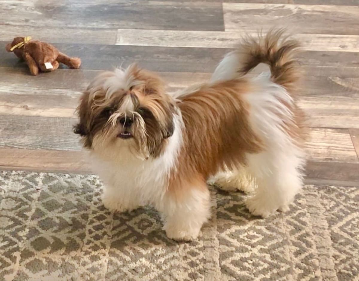 Shih Tzu Puppies breeder image 50
