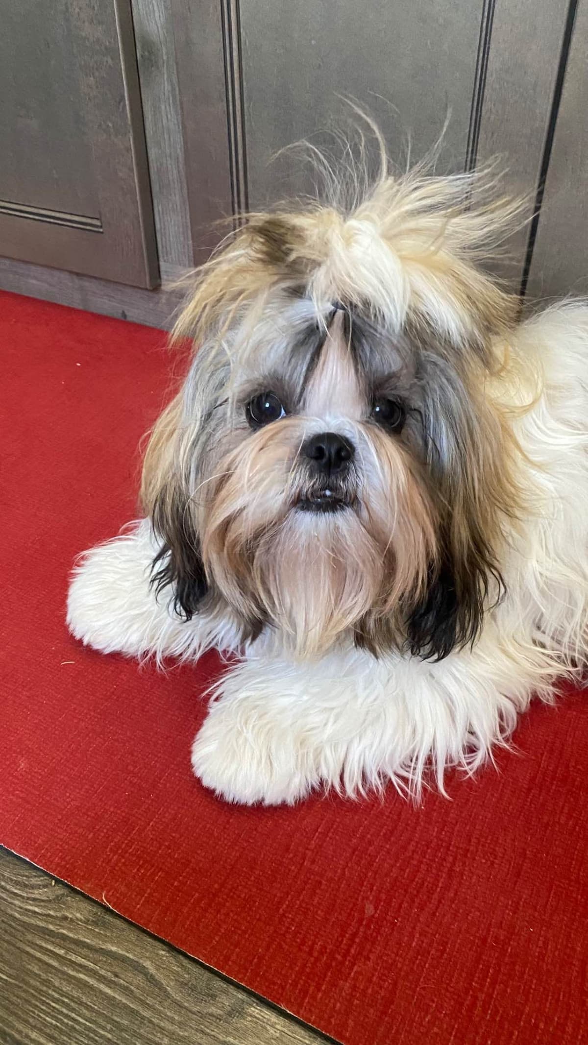 Shih Tzu Puppies breeder image 51