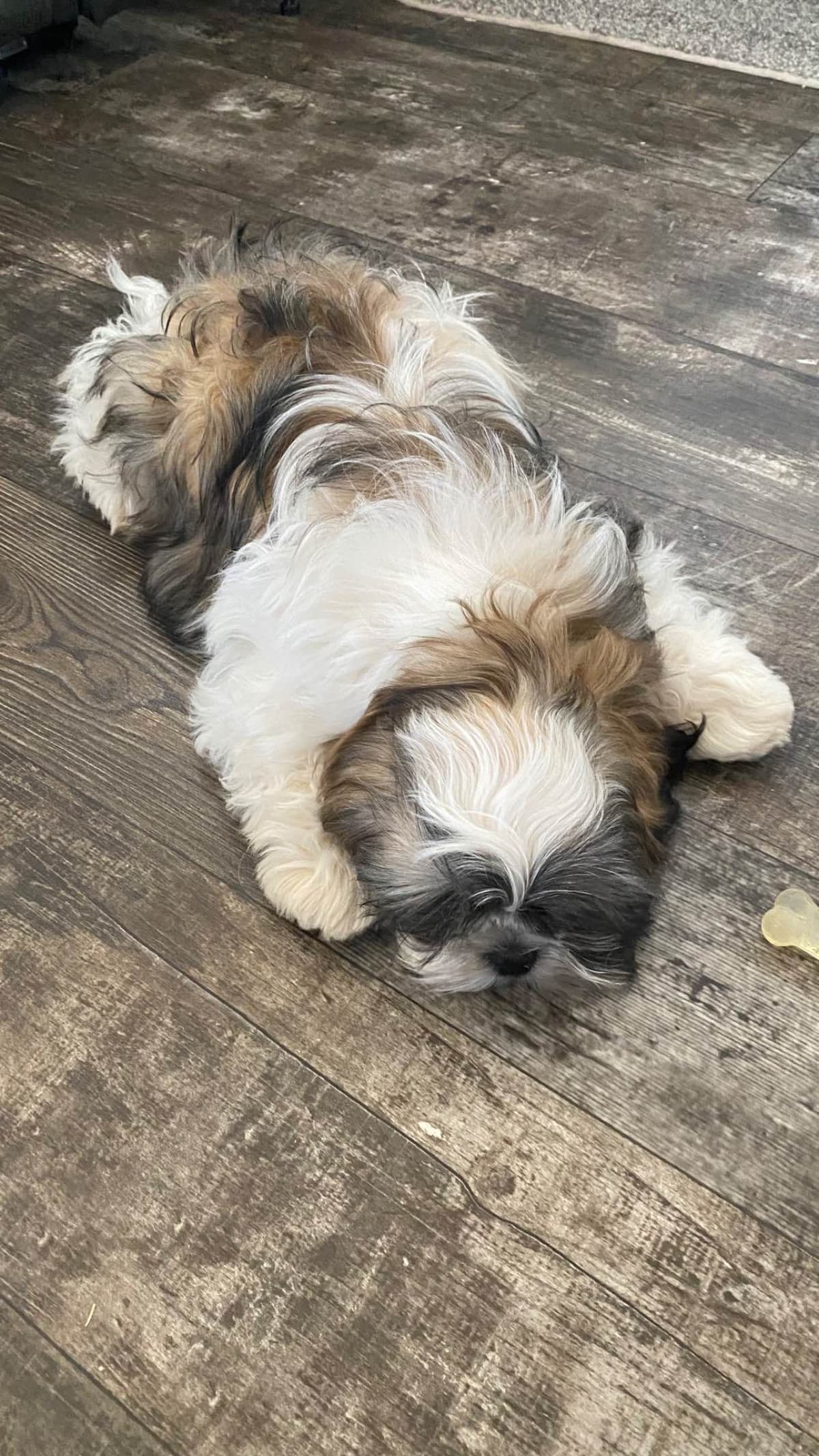 Shih Tzu Puppies breeder image 52