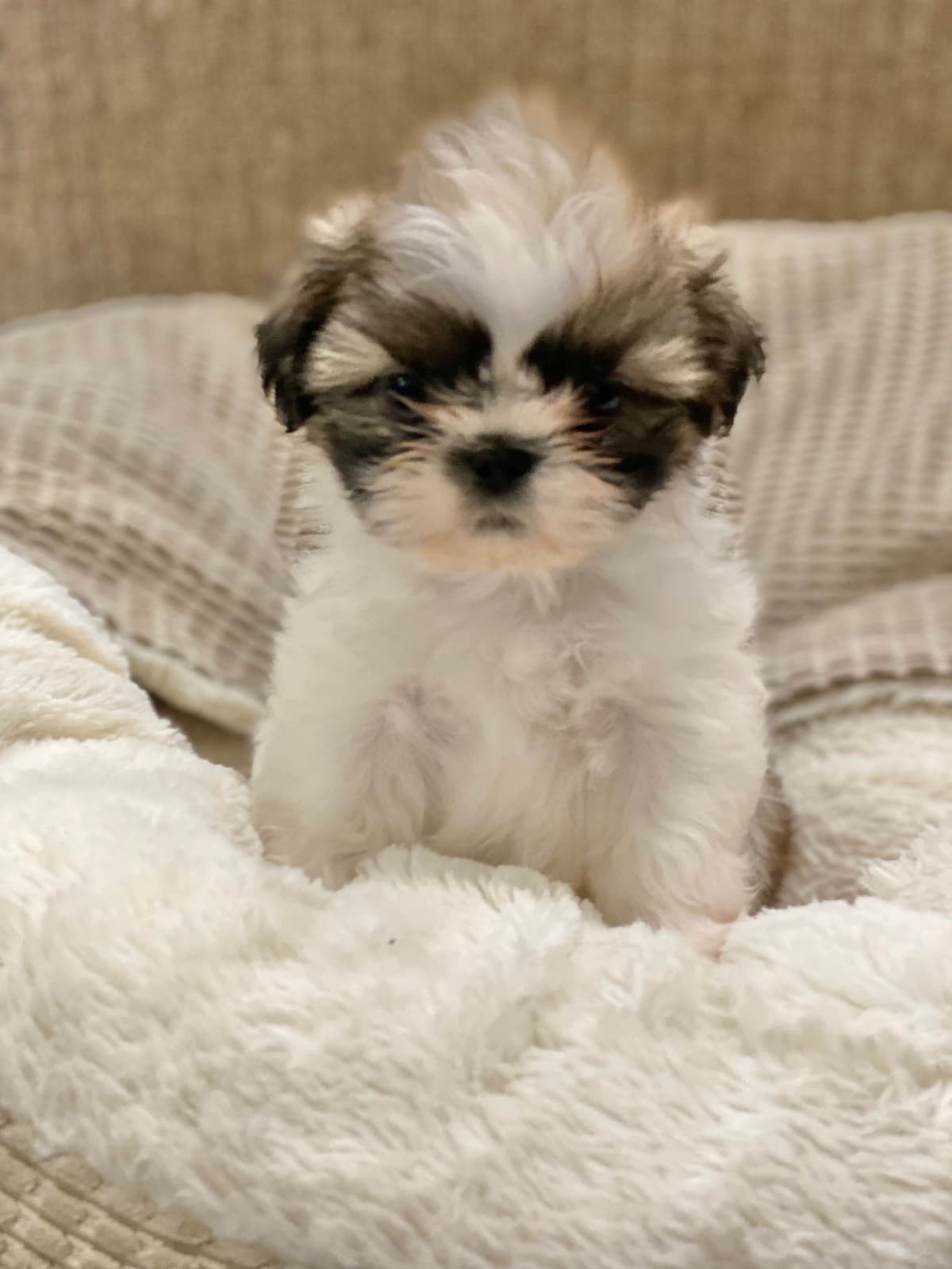 Shih Tzu Puppies breeder image 54
