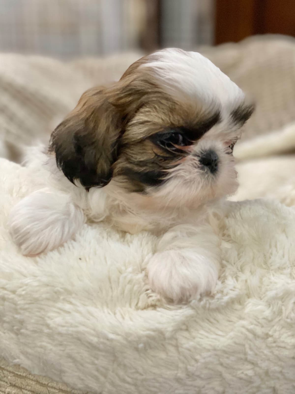 Shih Tzu Puppies breeder image 53