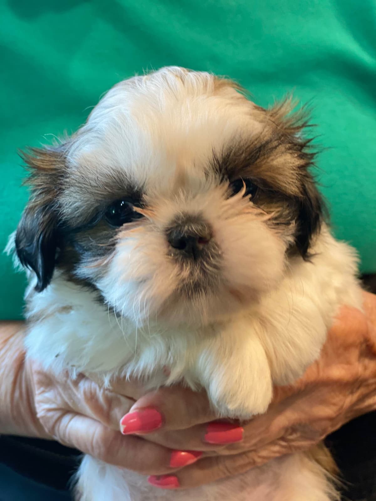 Shih Tzu Puppies breeder image 56