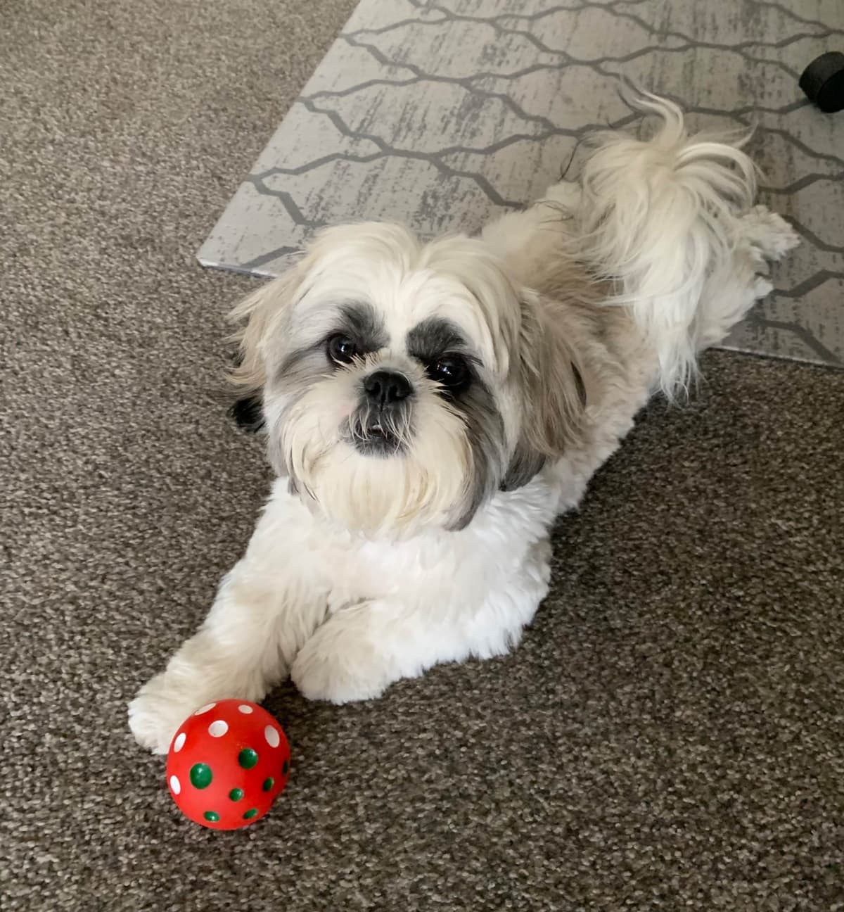 Shih Tzu Puppies breeder image 55