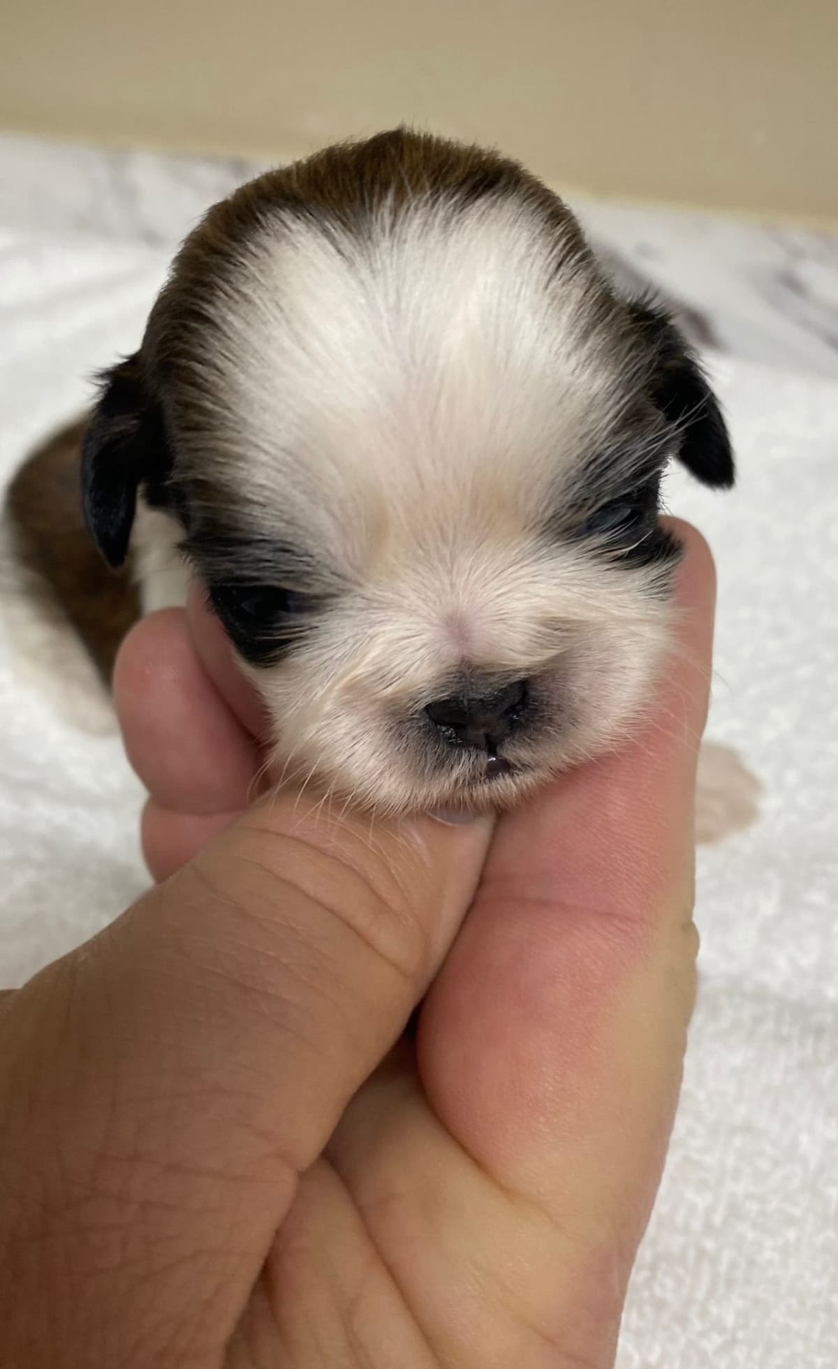 Shih Tzu Puppies breeder image 57