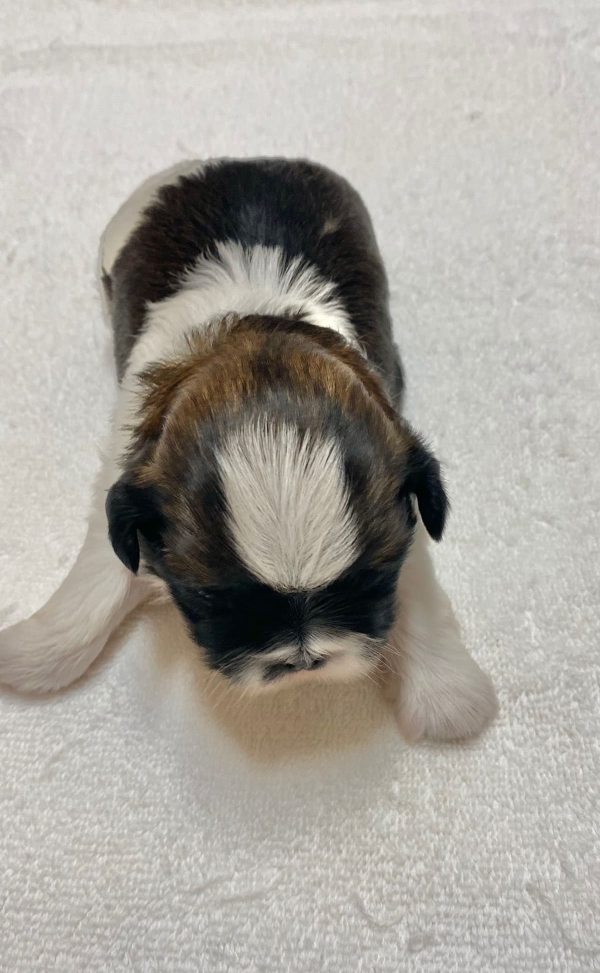 Shih Tzu Puppies breeder image 59