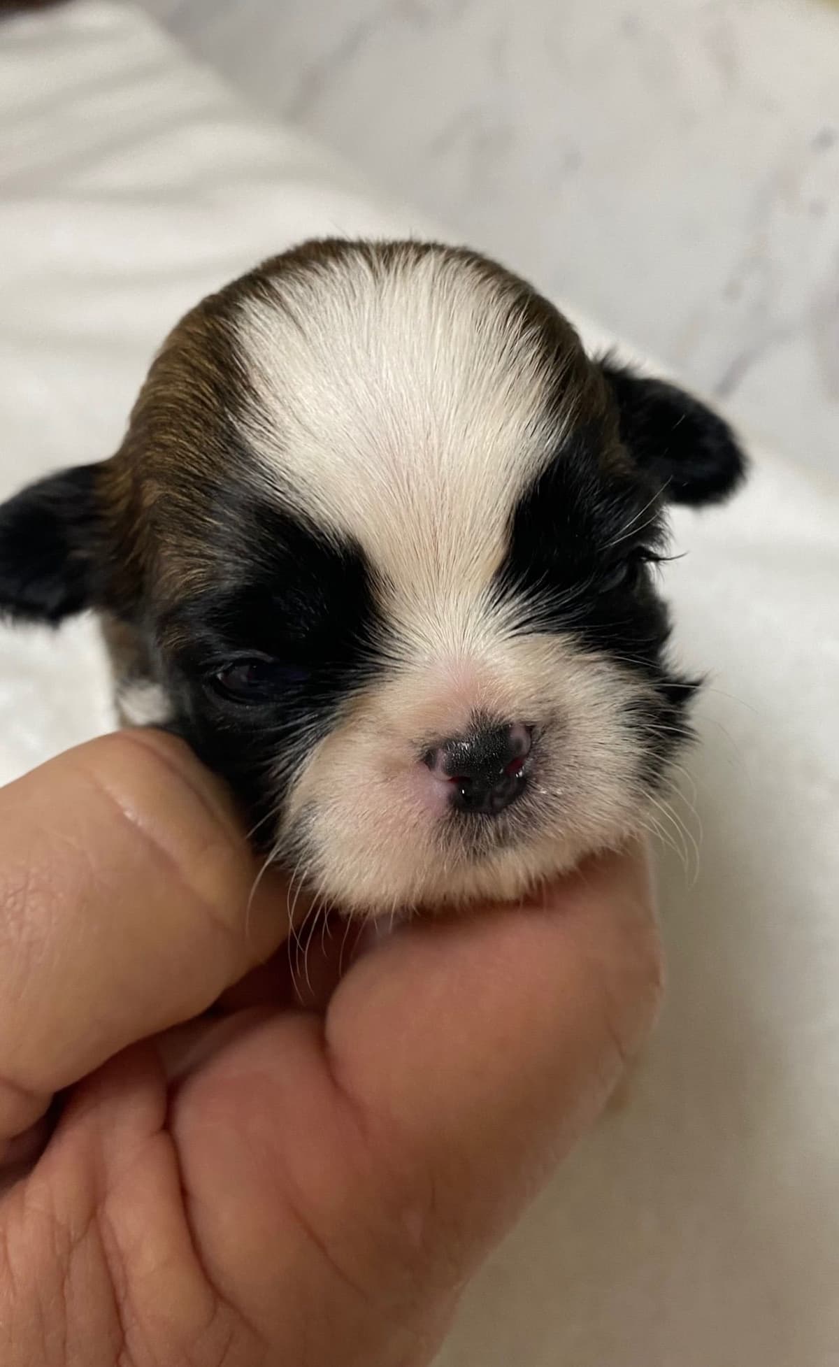 Shih Tzu Puppies breeder image 61