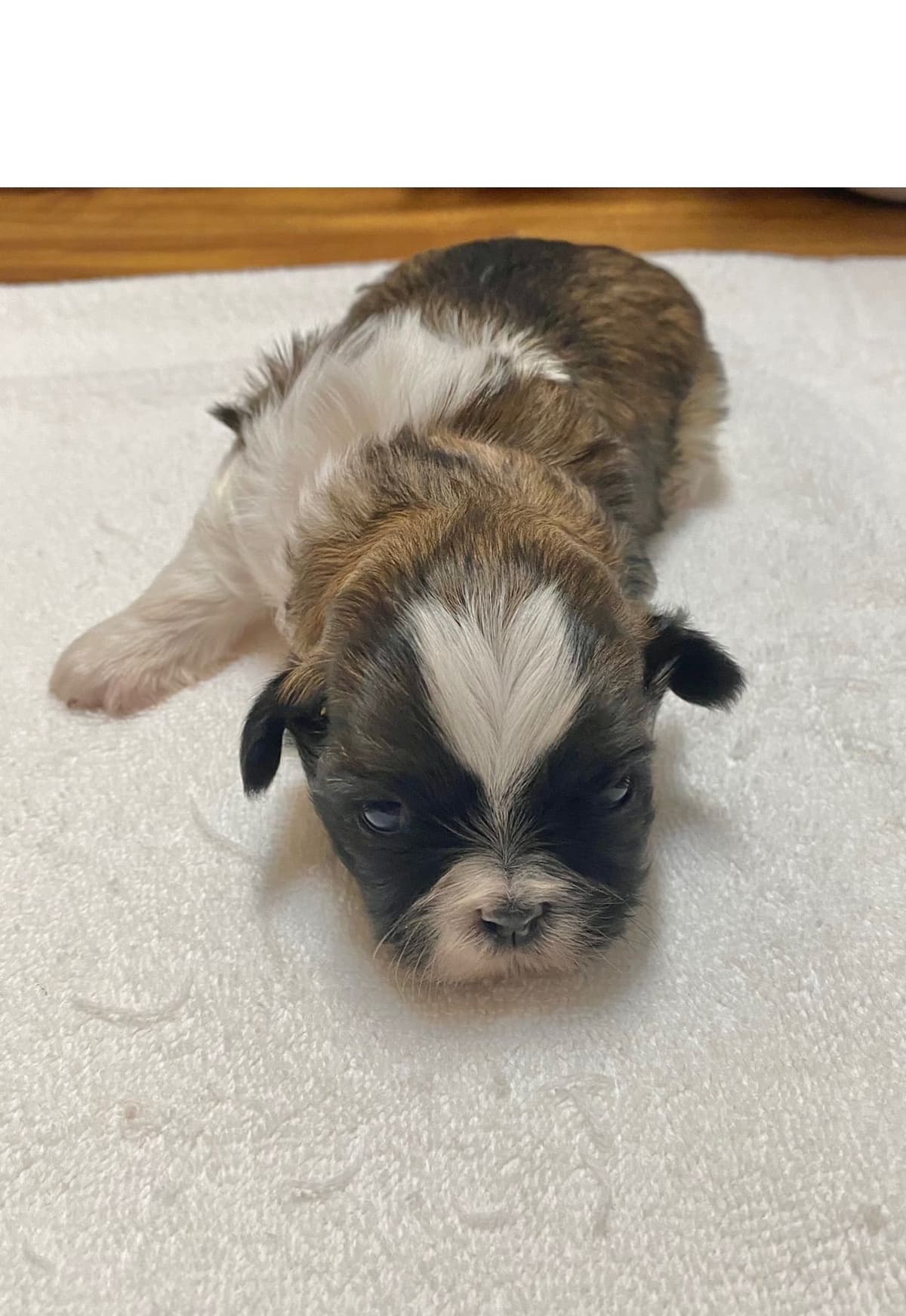 Shih Tzu Puppies breeder image 60