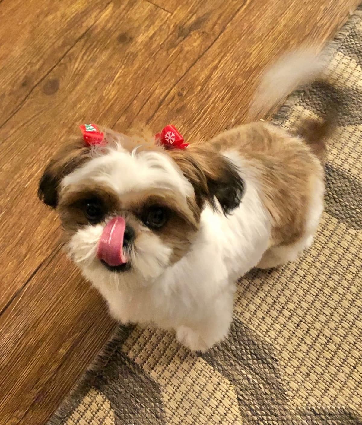 Shih Tzu Puppies breeder image 62
