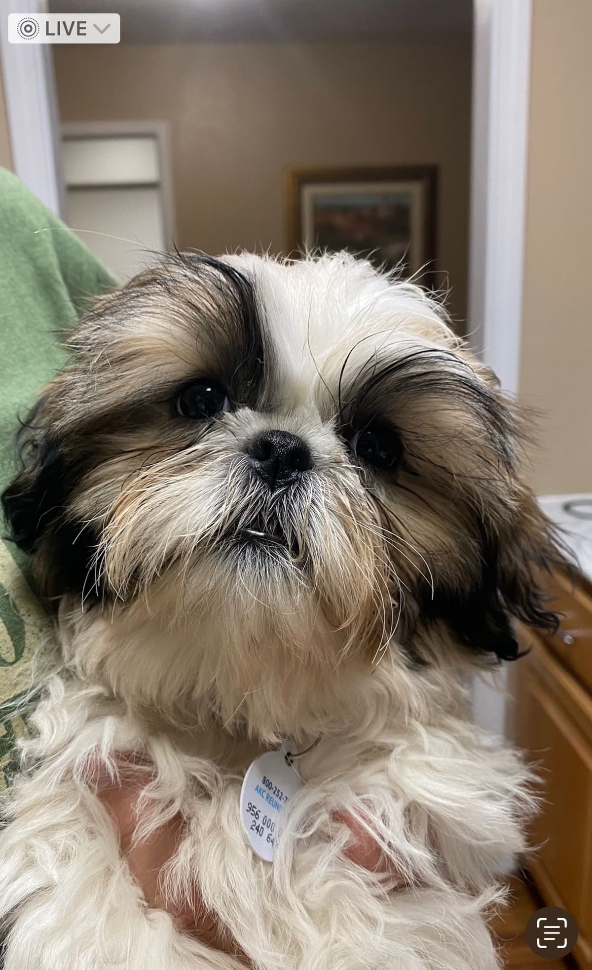 Shih Tzu Puppies breeder image 63