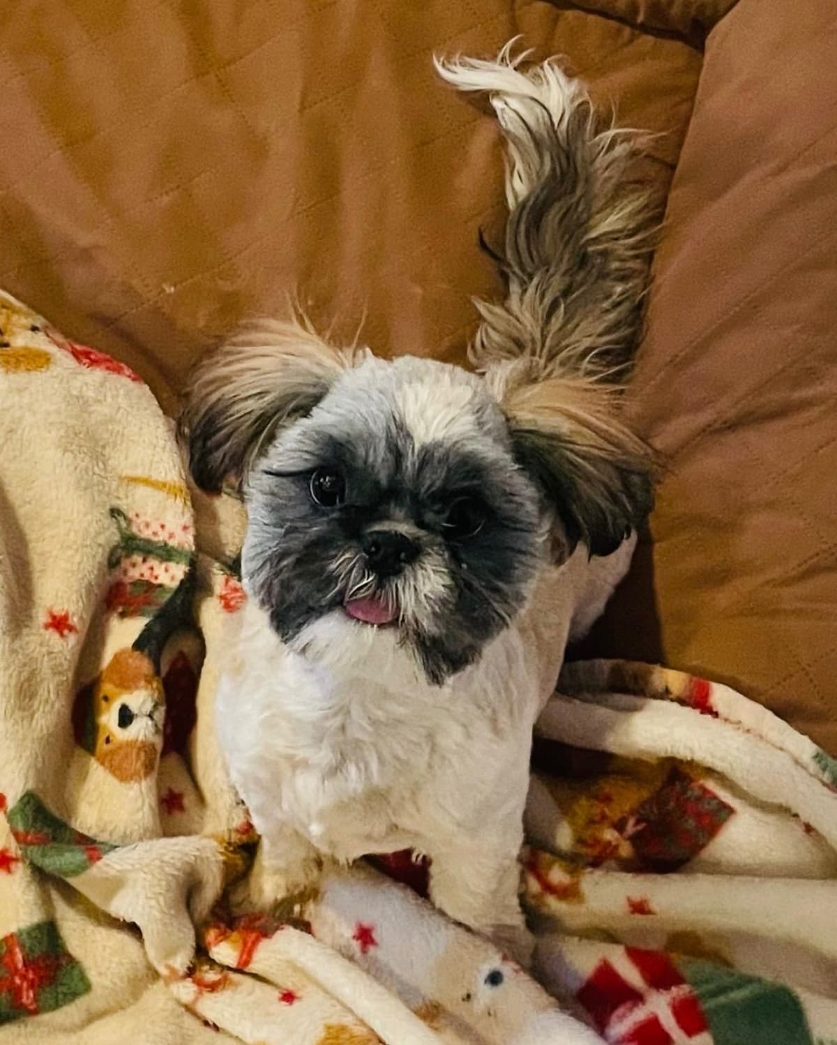 Shih Tzu Puppies breeder image 65