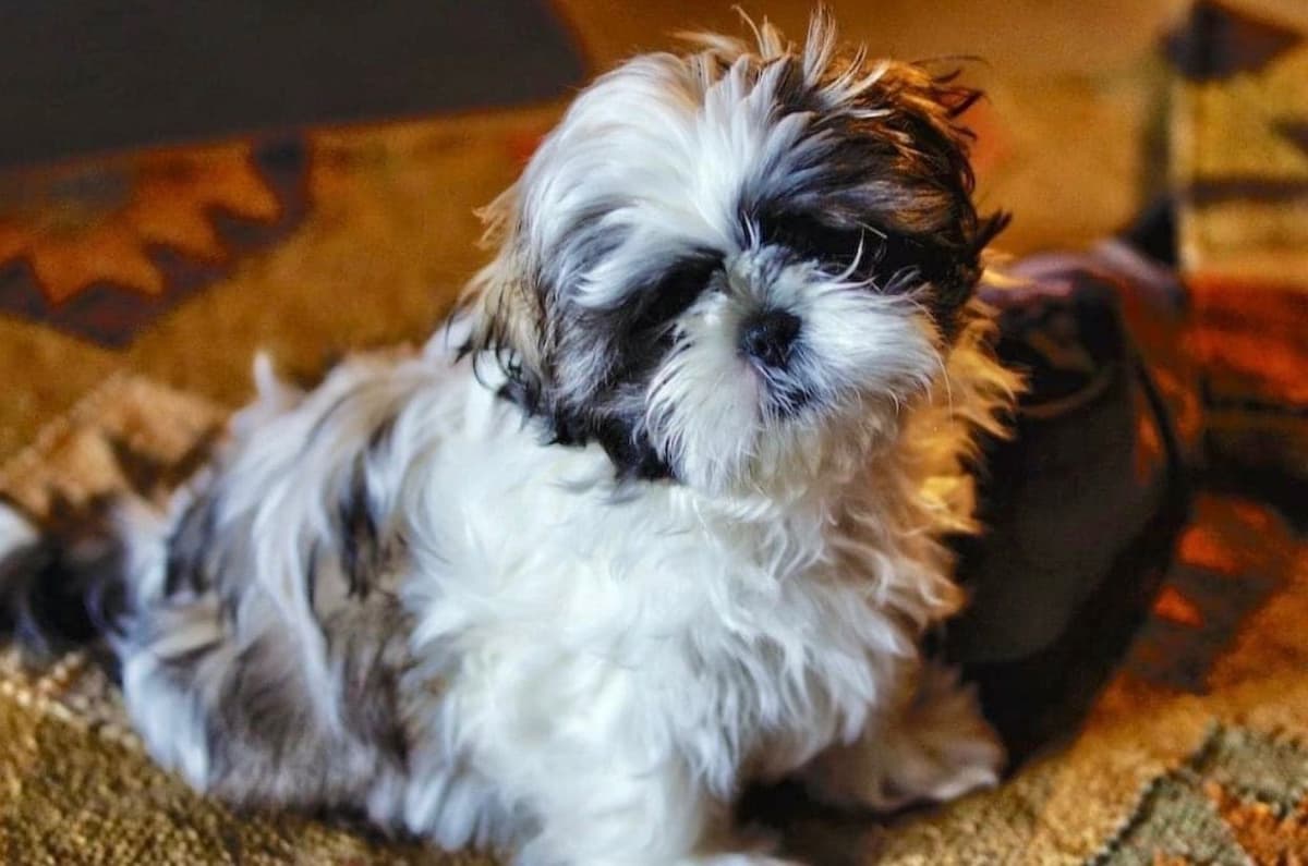 Shih Tzu Puppies breeder image 66