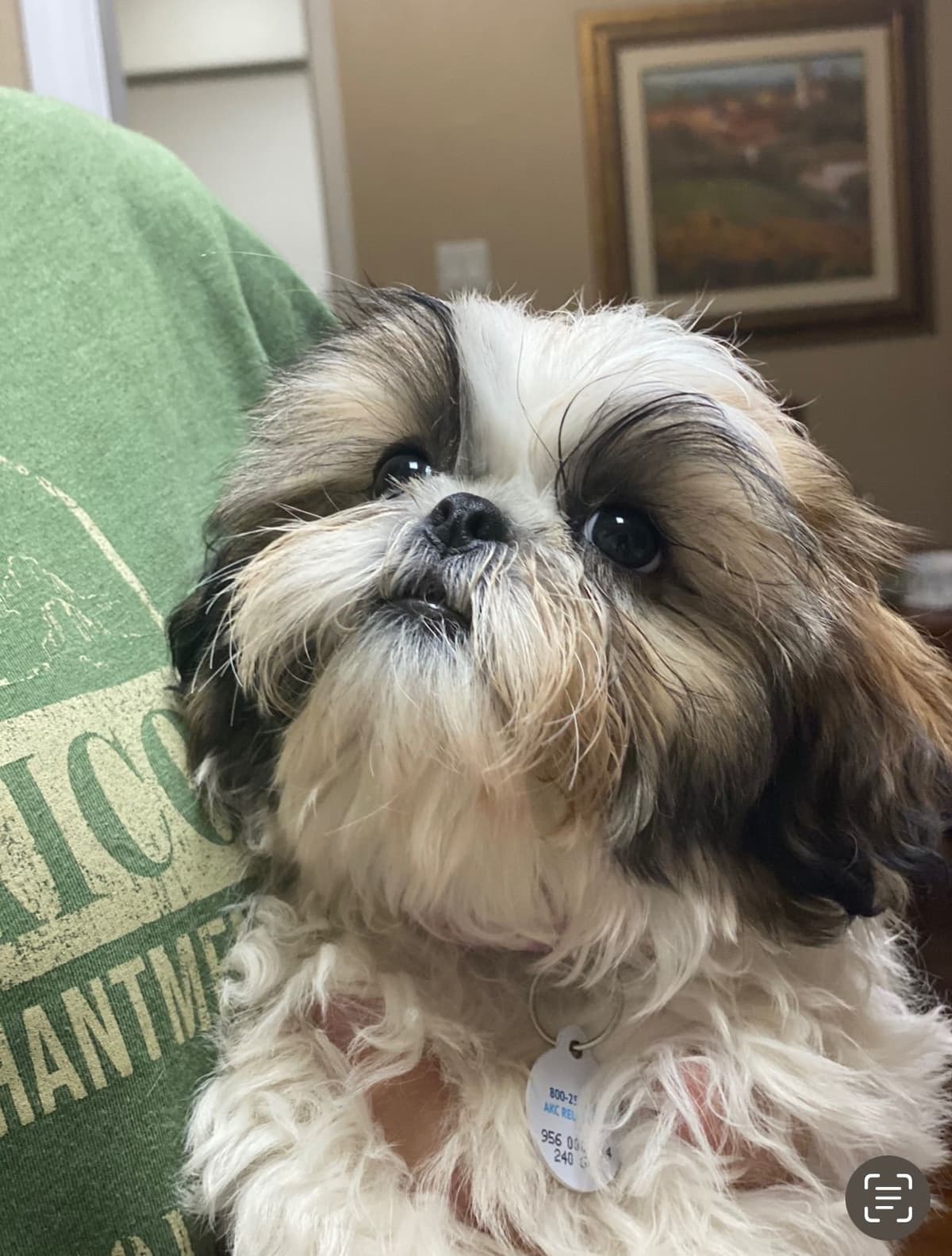Shih Tzu Puppies breeder image 67