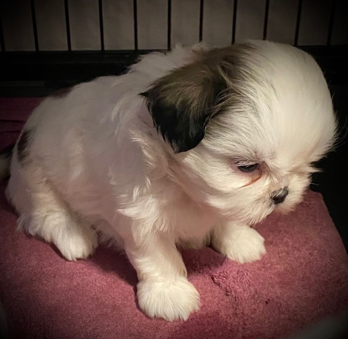 Shih Tzu Puppies breeder image 69