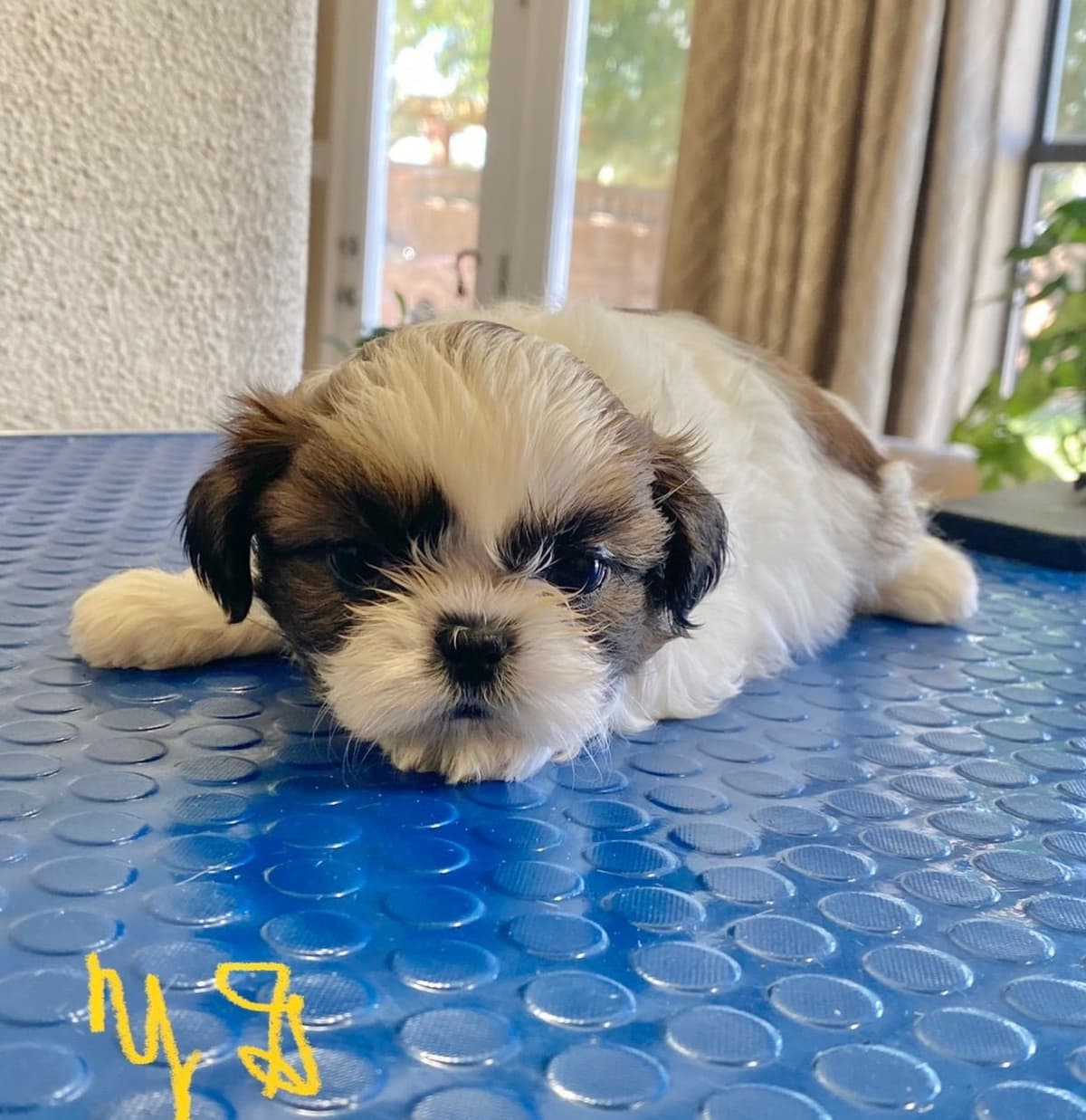 Shih Tzu Puppies breeder image 70