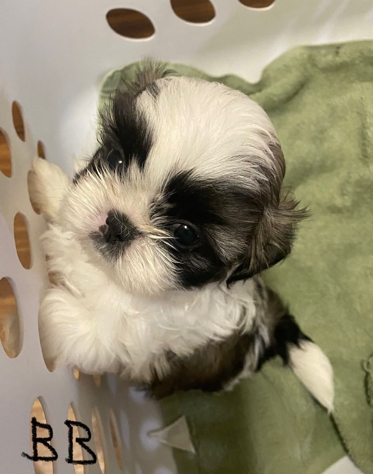 Shih Tzu Puppies breeder image 71