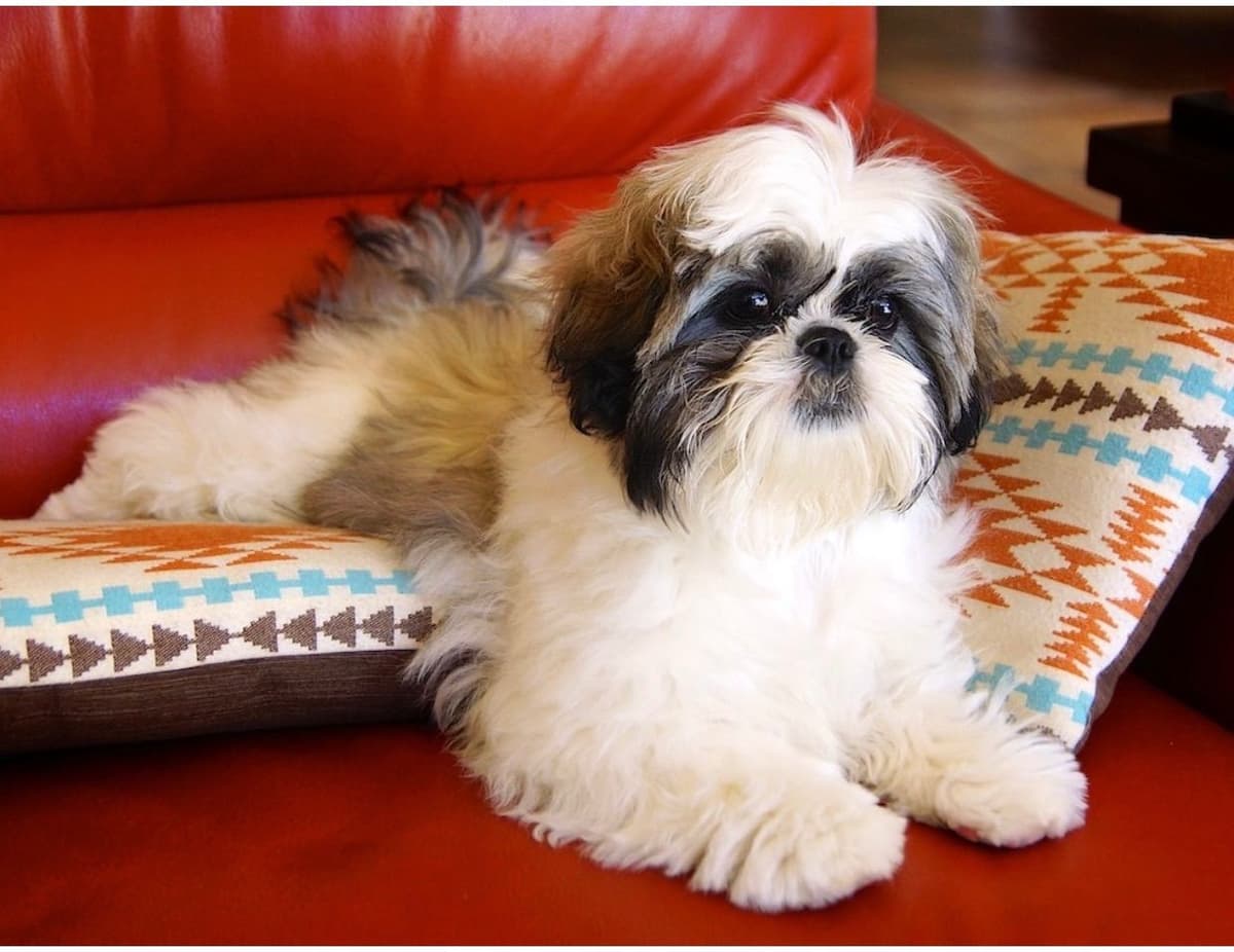 Shih Tzu Puppies breeder image 72