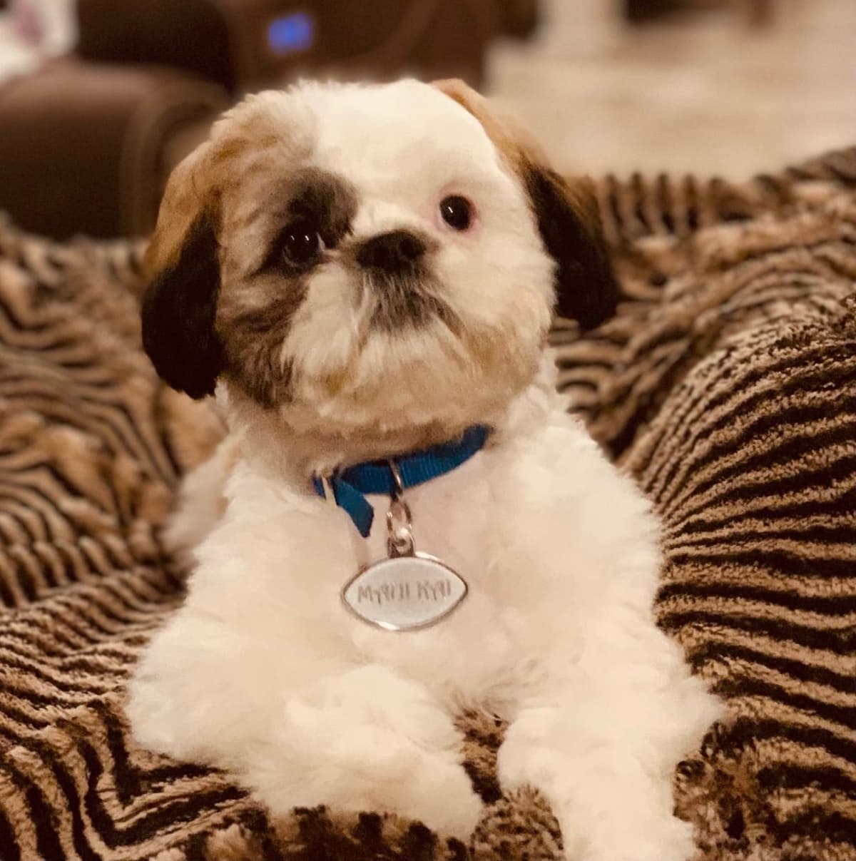 Shih Tzu Puppies breeder image 74