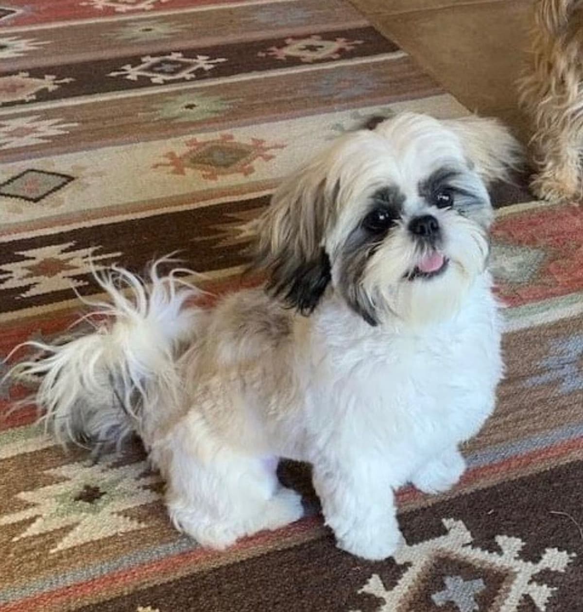 Shih Tzu Puppies breeder image 73