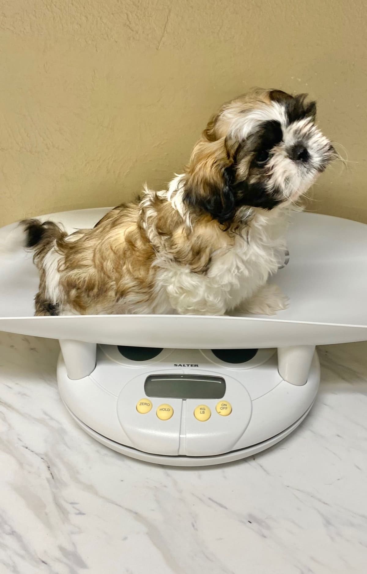 Shih Tzu Puppies breeder image 75