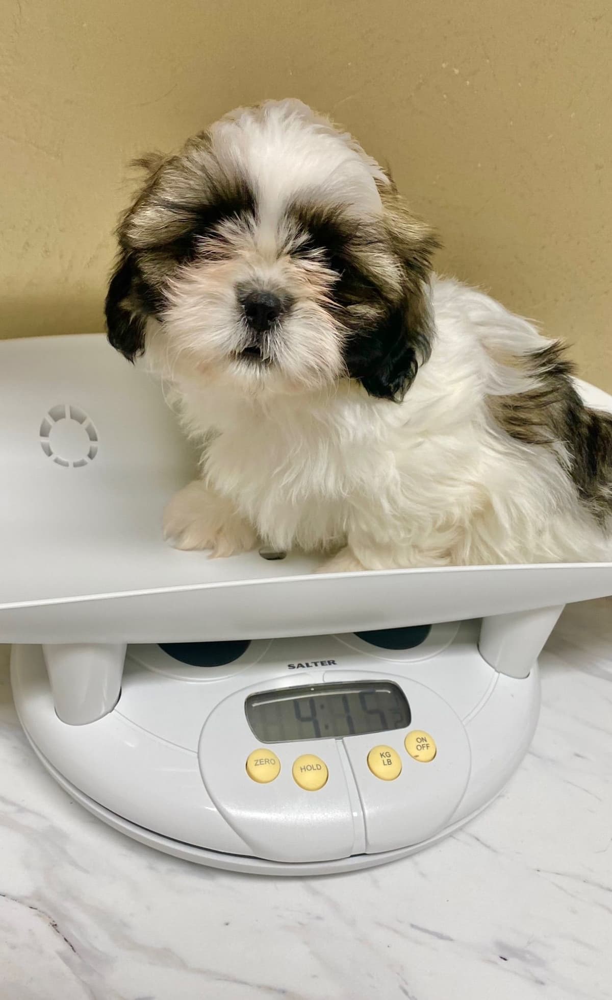 Shih Tzu Puppies breeder image 76