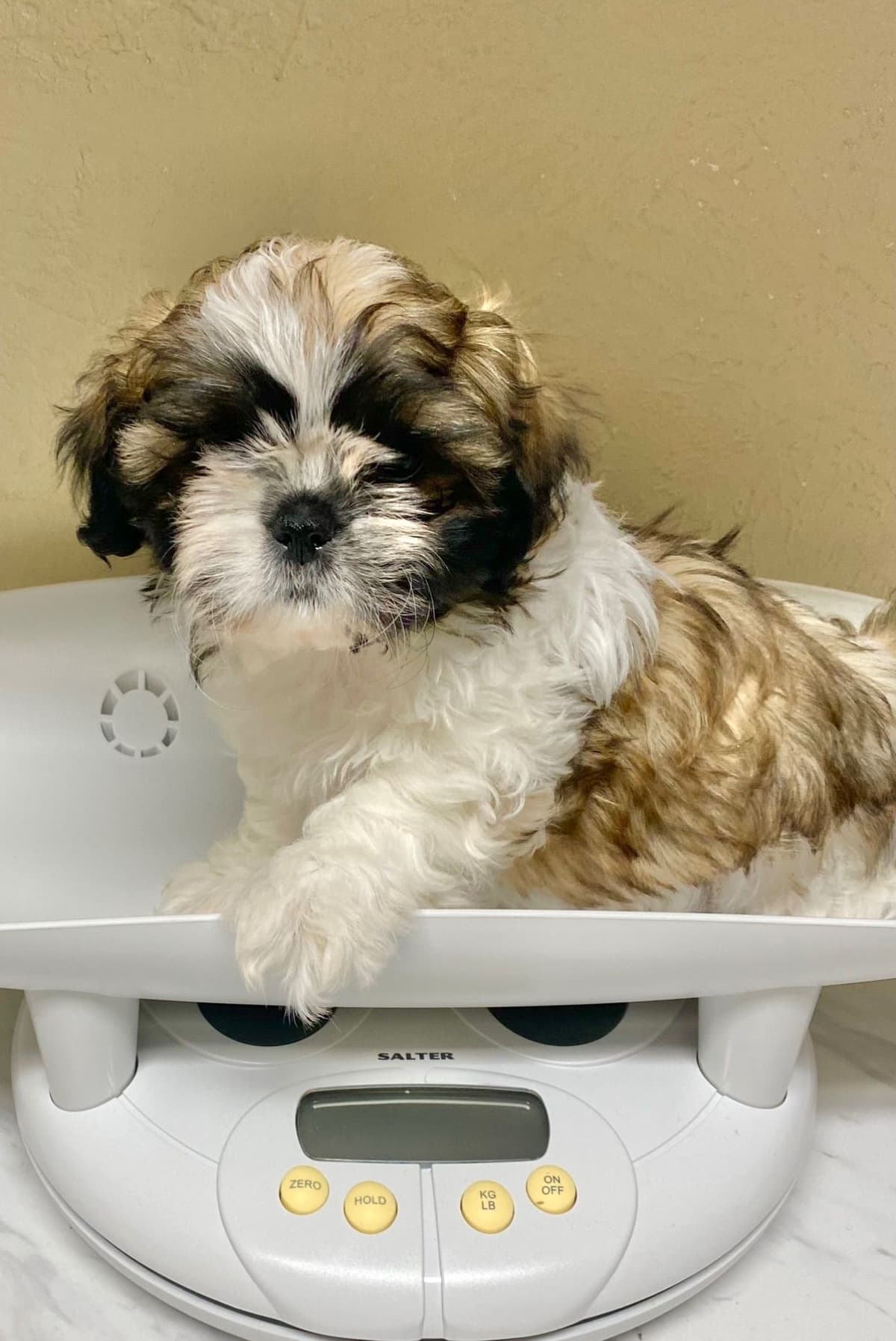 Shih Tzu Puppies breeder image 77