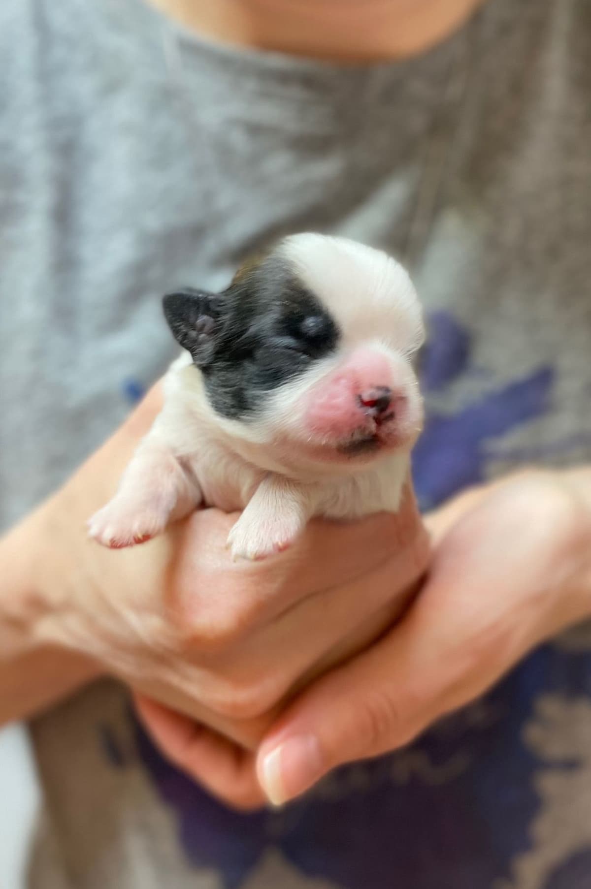 Shih Tzu Puppies breeder image 80