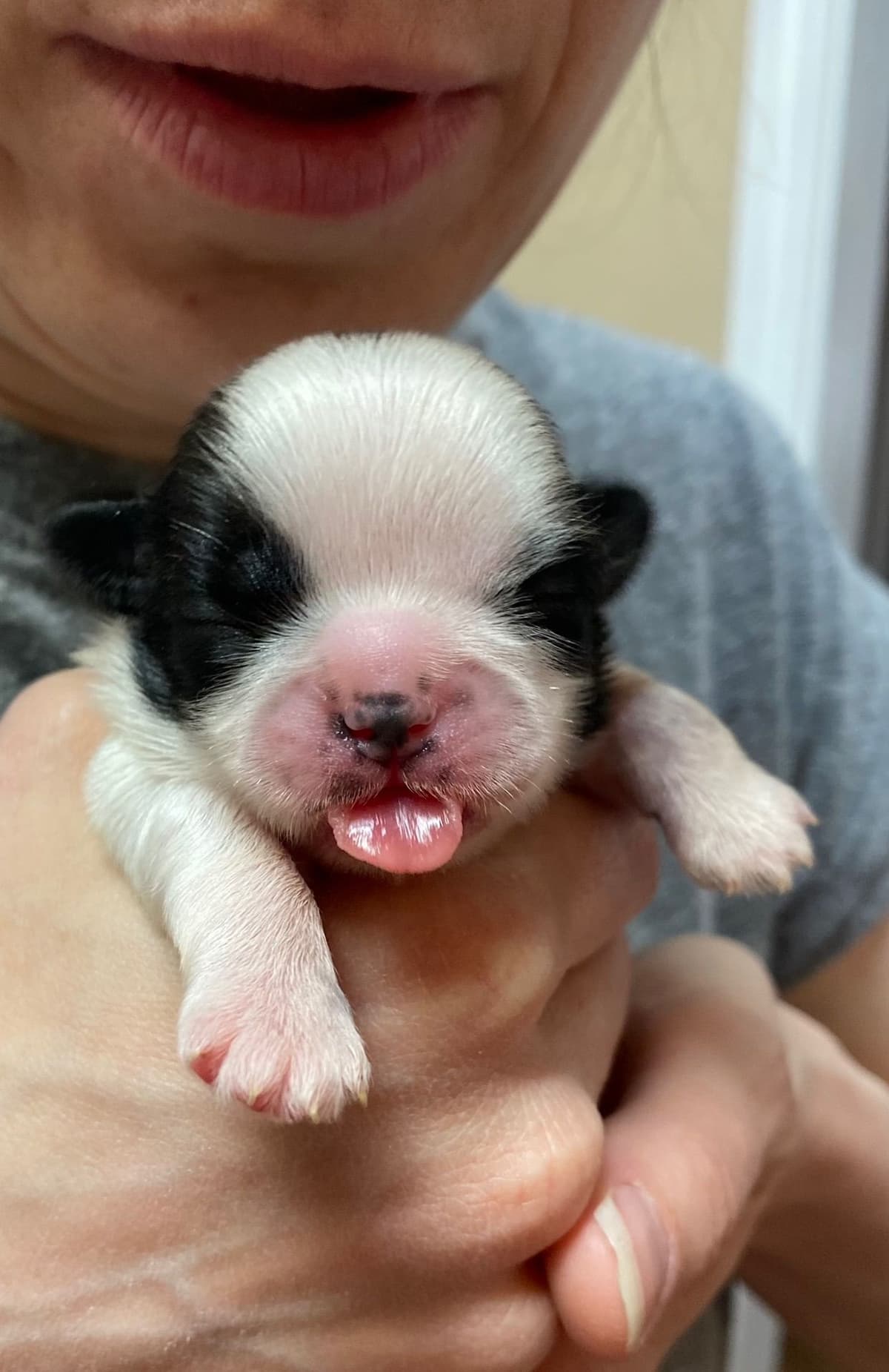 Shih Tzu Puppies breeder image 81