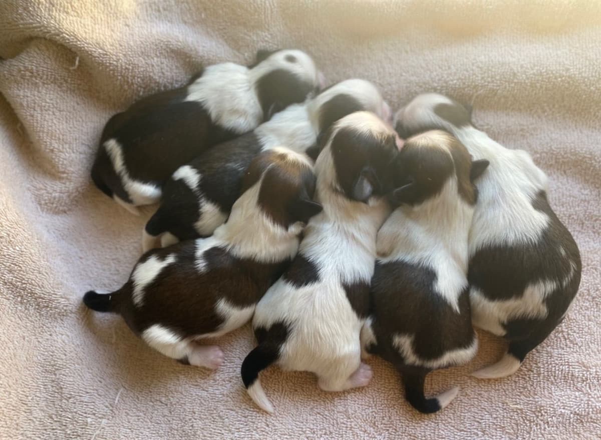 Shih Tzu Puppies breeder image 82