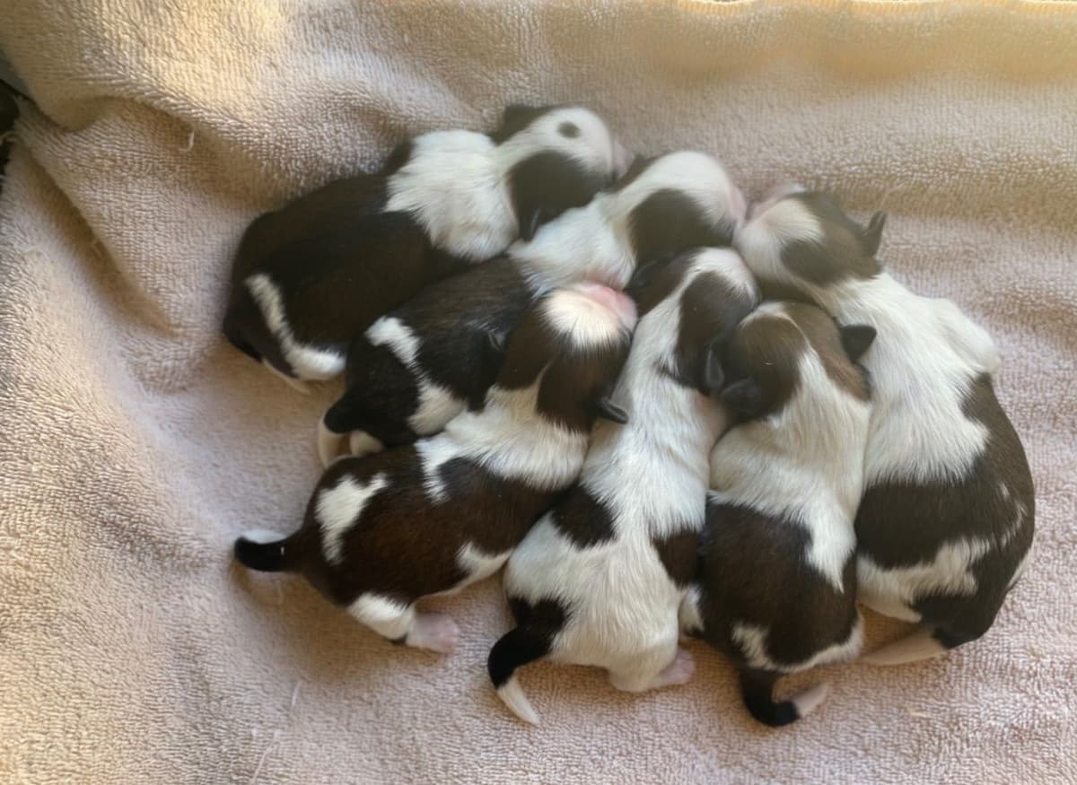 Shih Tzu Puppies breeder image 83