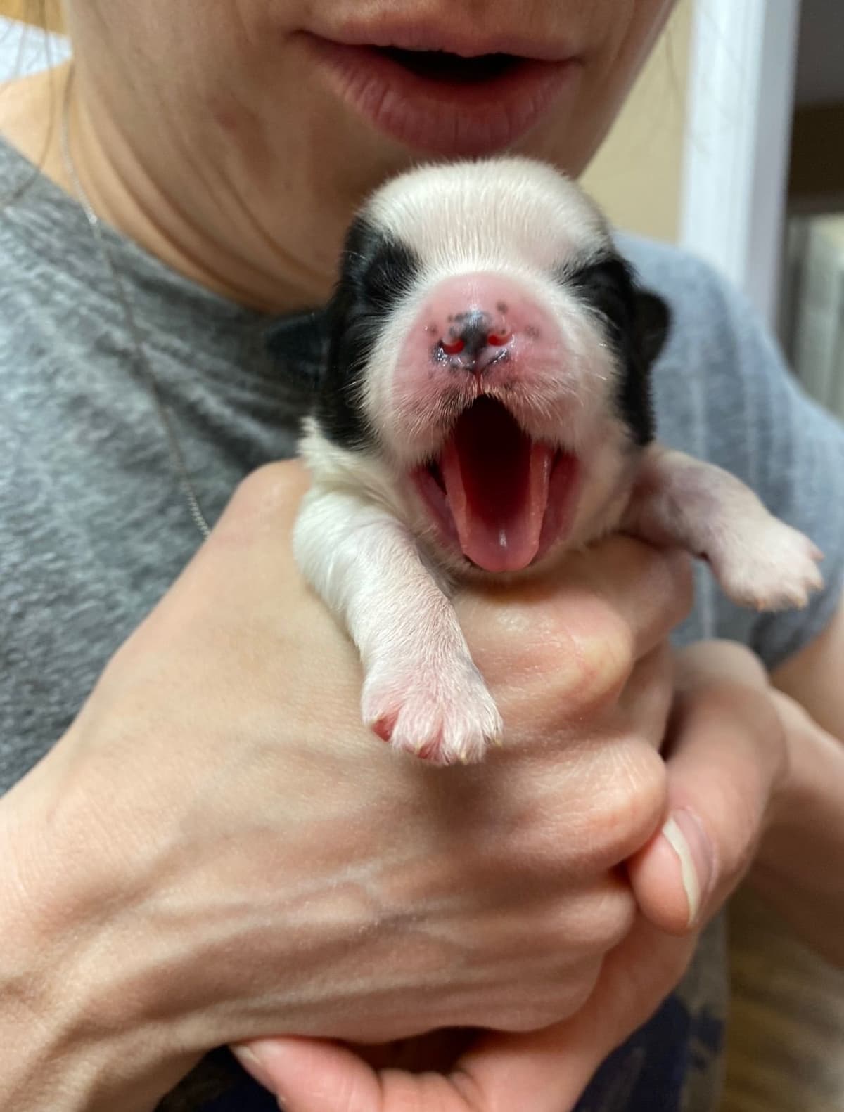 Shih Tzu Puppies breeder image 84