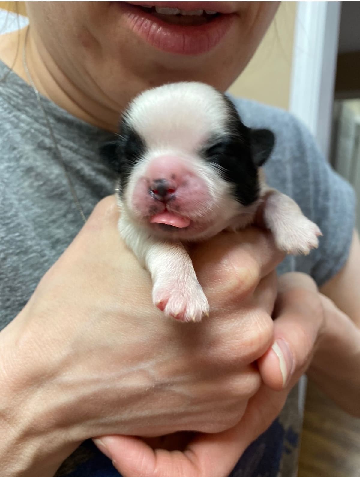 Shih Tzu Puppies breeder image 85