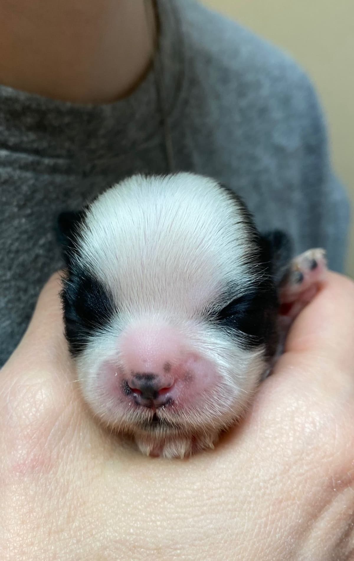 Shih Tzu Puppies breeder image 86