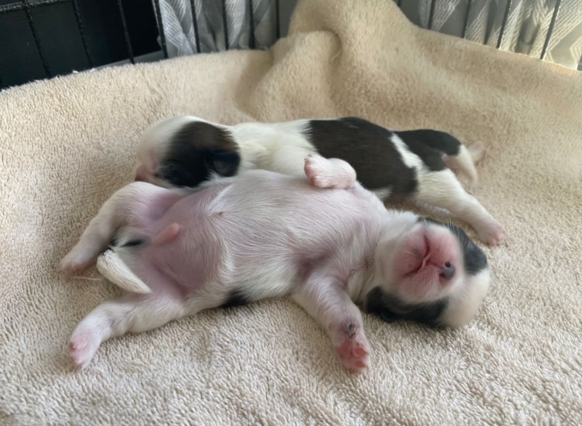 Shih Tzu Puppies breeder image 87