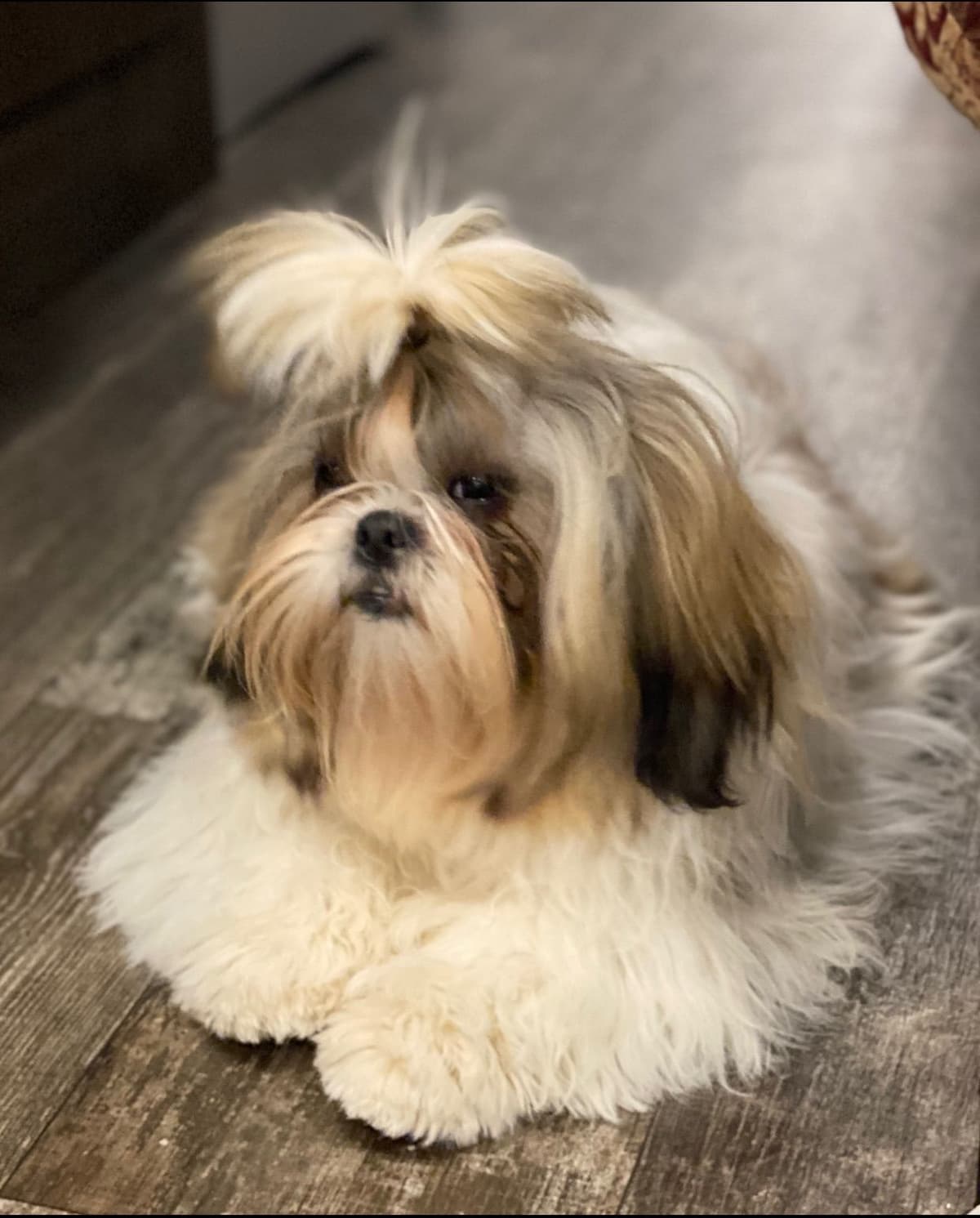 Shih Tzu Puppies breeder image 88
