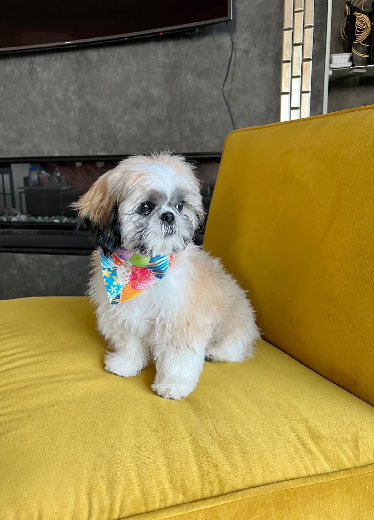 Shih Tzu Puppies breeder image 89