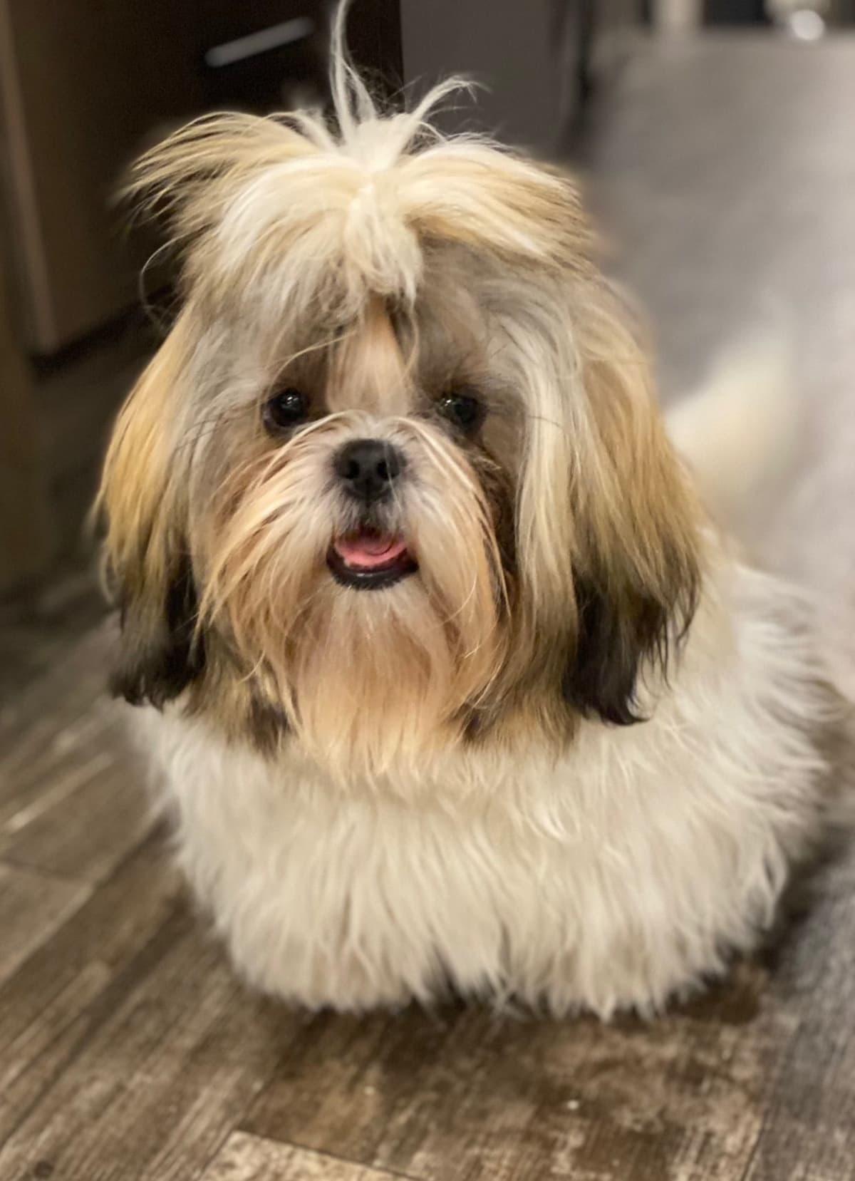 Shih Tzu Puppies breeder image 90