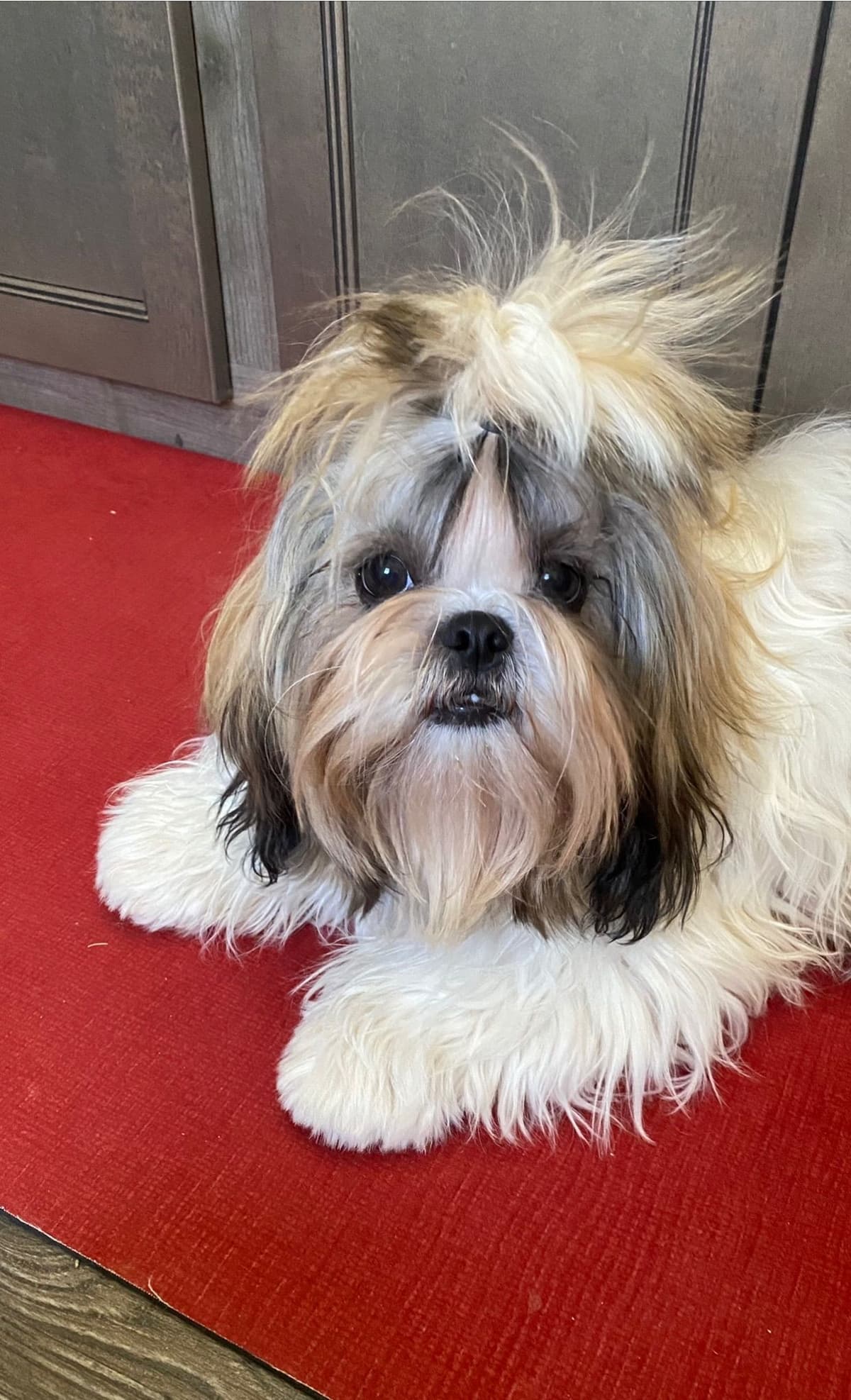 Shih Tzu Puppies breeder image 91