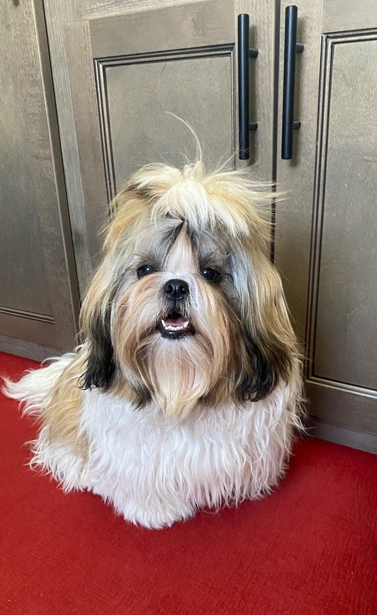Shih Tzu Puppies breeder image 92