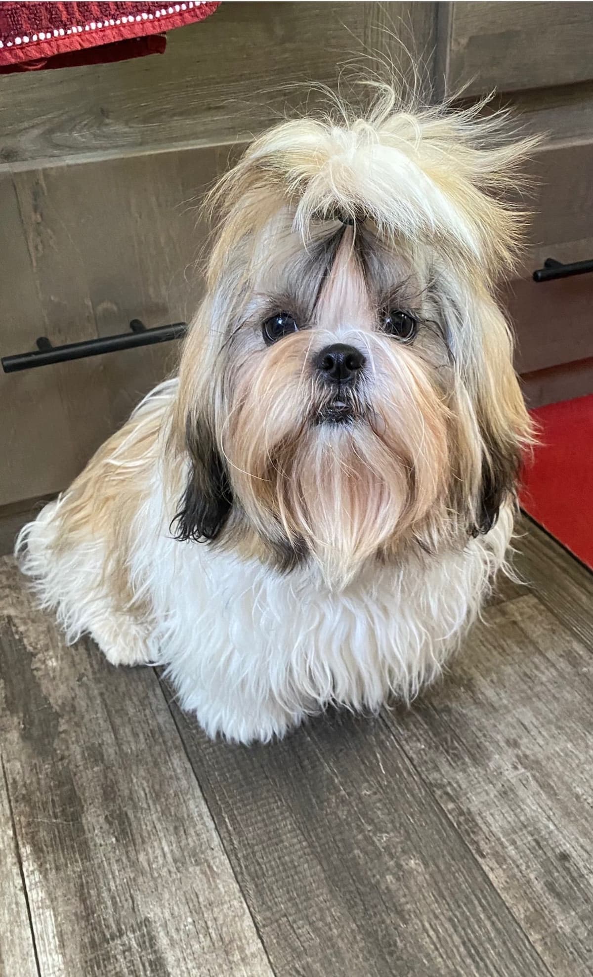 Shih Tzu Puppies breeder image 93