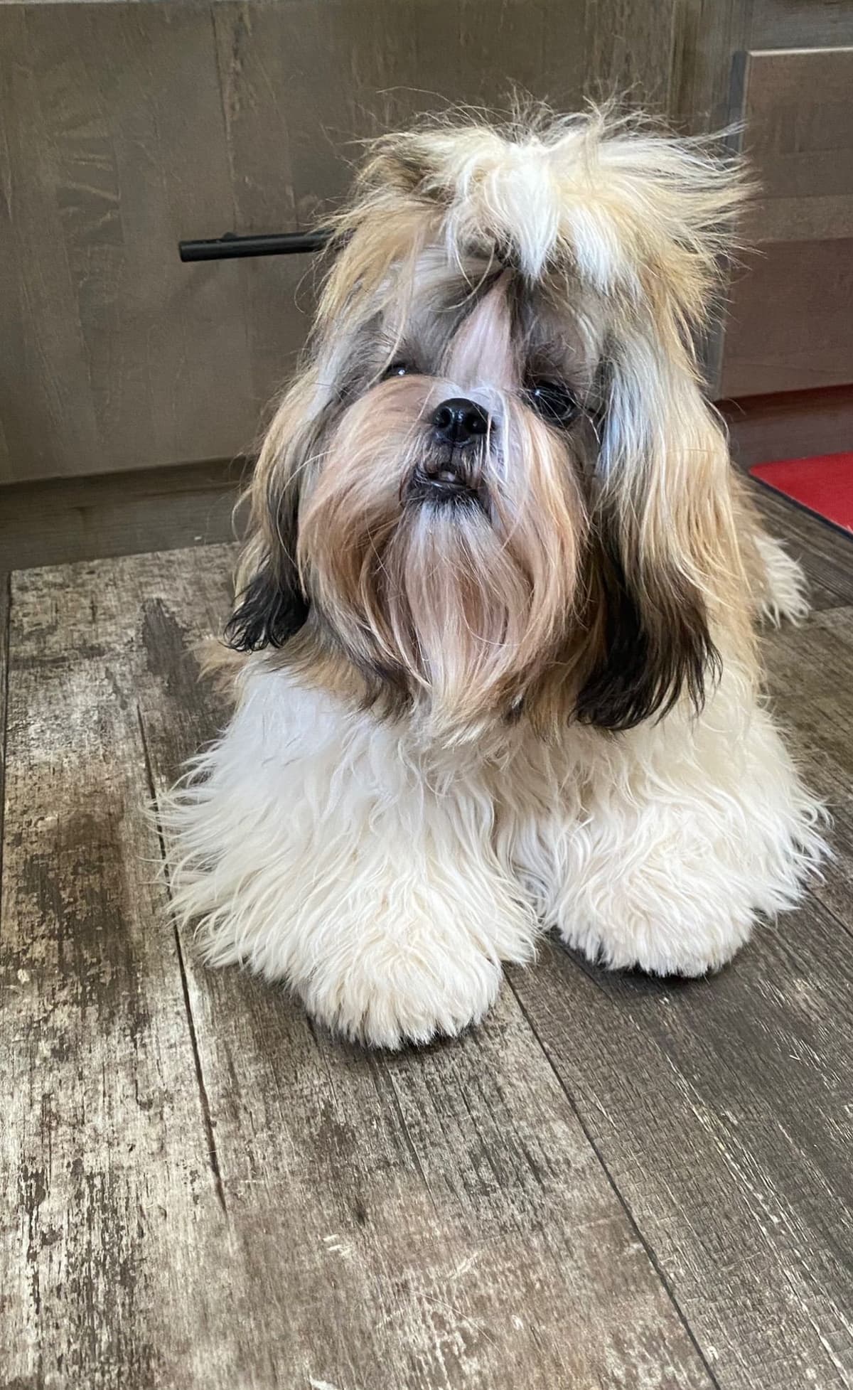 Shih Tzu Puppies breeder image 94