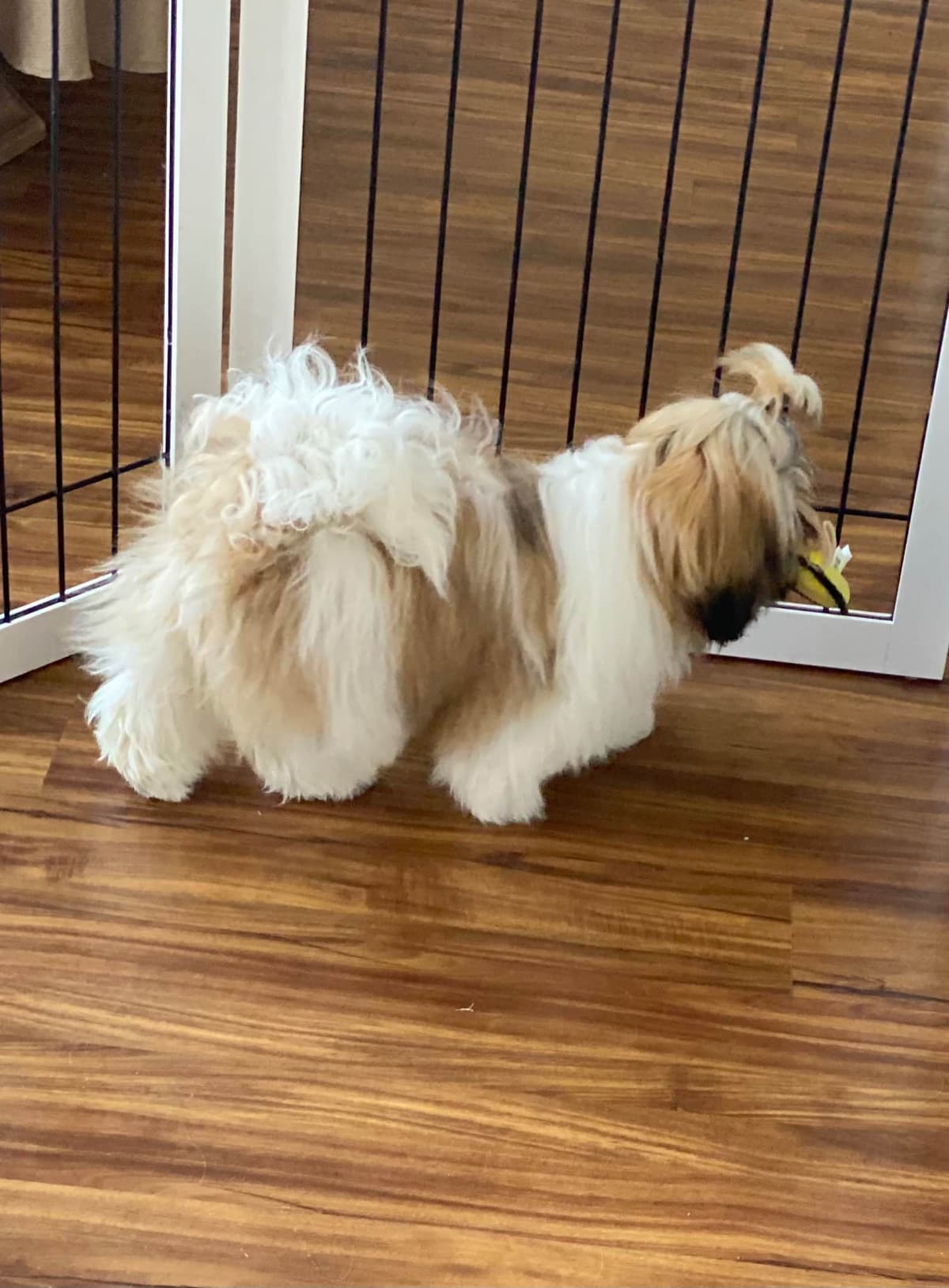 Shih Tzu Puppies breeder image 96