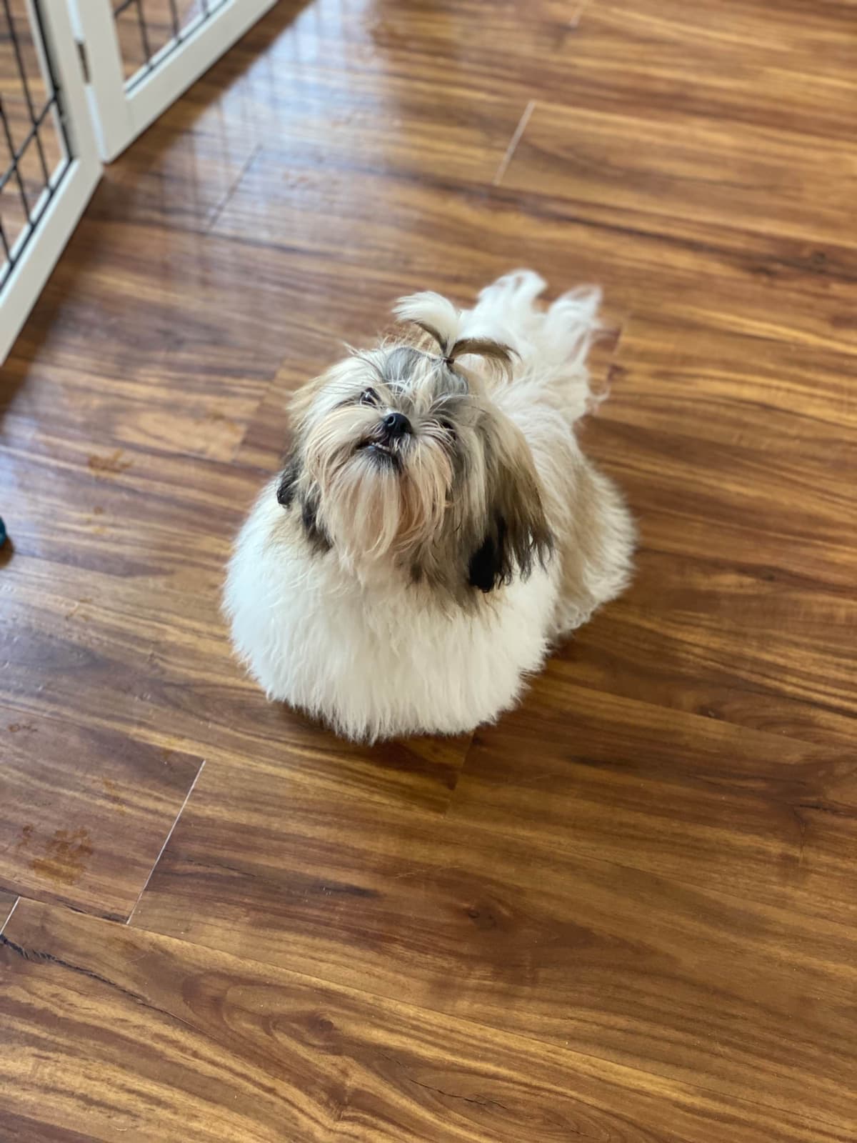 Shih Tzu Puppies breeder image 99