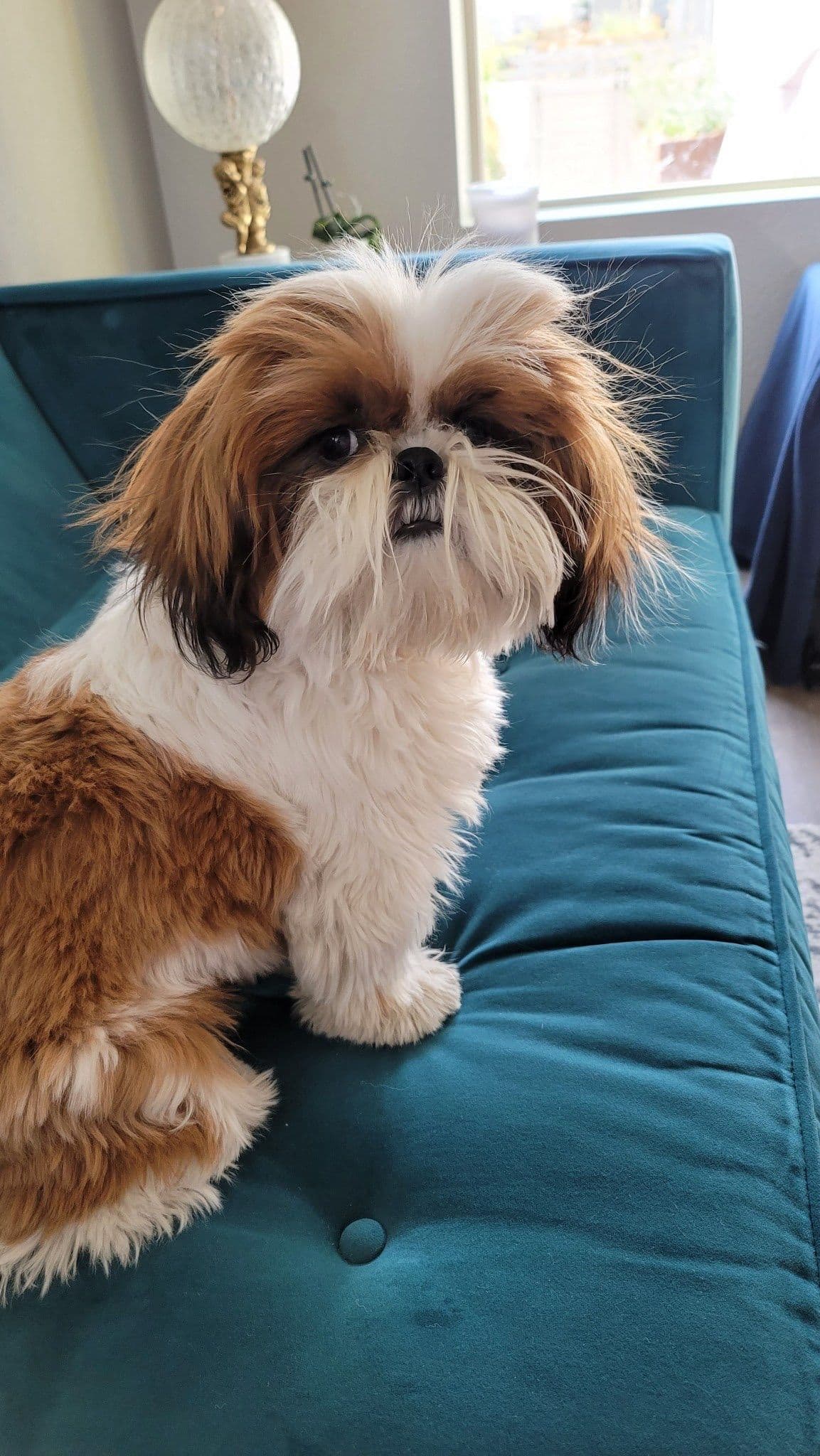 Shih Tzu Puppies breeder image 100