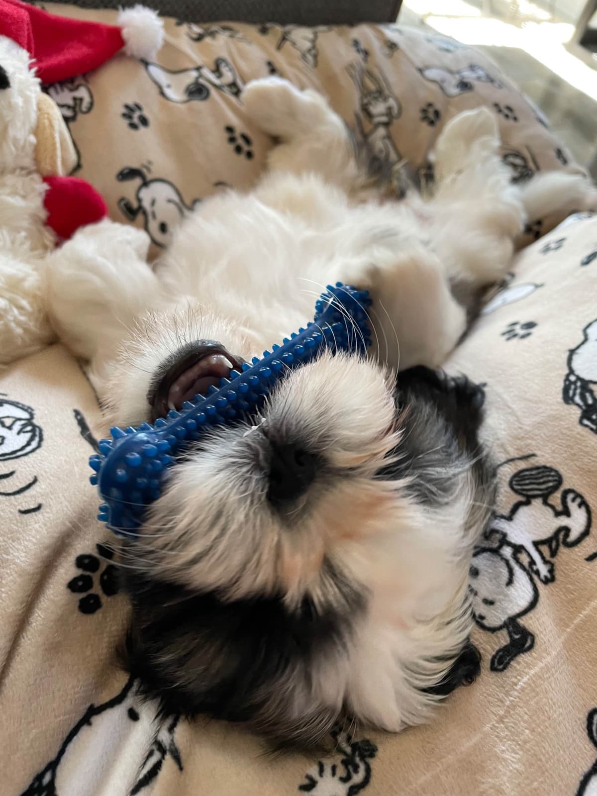 Shih Tzu Puppies breeder image 101